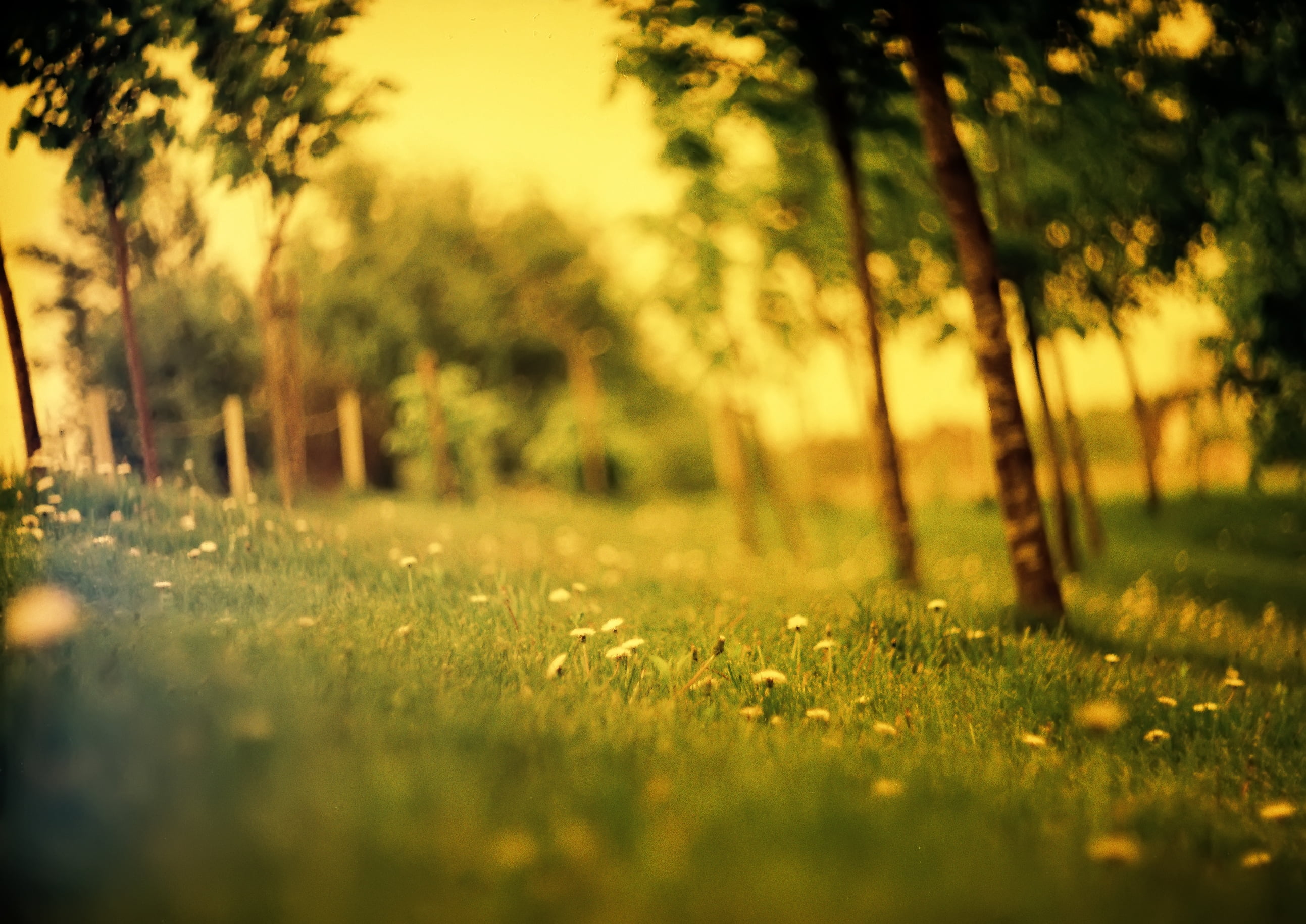 grass, sunlight, green, nature, light - Natural Phenomenon, rural Scene, freshness, multi Colored, no People, yellow, day, color Image, non-Urban Scene, HD Wallpaper