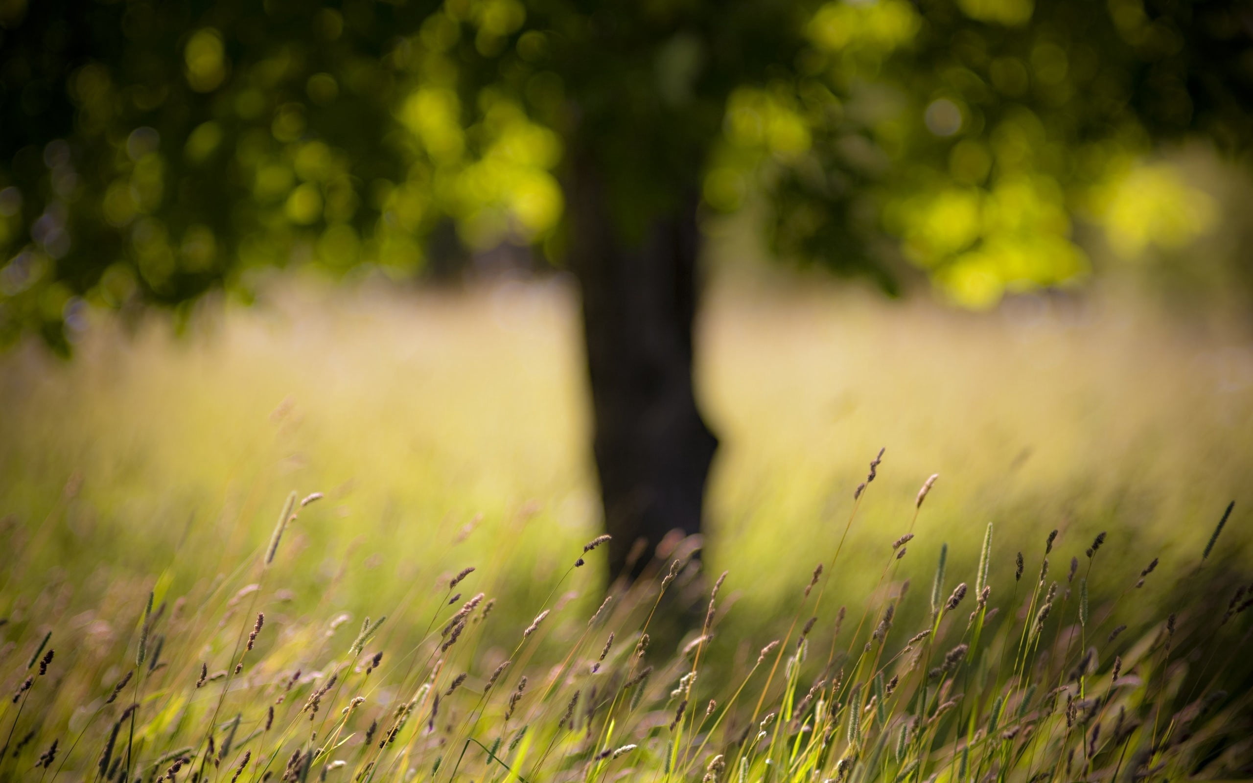 sunset, day, woodland, rural Scene, field, freshness, defocused, abstract, ears, 2K, close-up, park - Man Made Space, tranquil Scene, trunk, forest, lush Foliage, HD Wallpaper