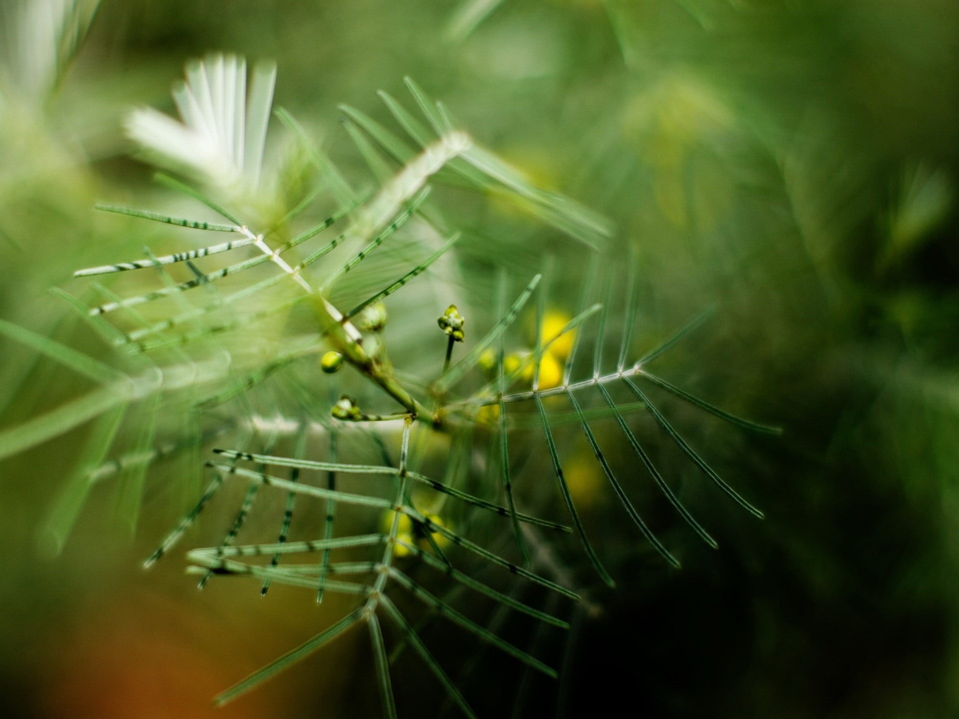 one animal, growth, nature, grass, drop, meadow, no People, day, vulnerability, degradation, arachnid, animal themes, dew, environment, leafed, summer, HD Wallpaper