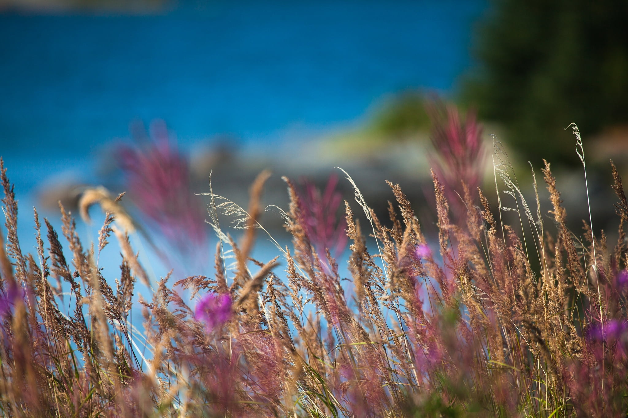 fragility, flowering plant, no people, growth, close-up, flowers, beauty in nature, day, vulnerability, ears, freshness, lilac, pink color, 1080P, grass, HD Wallpaper