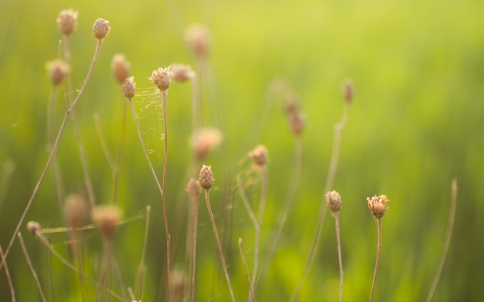 flowering plant, degradation, close-up, vulnerability, nature, flowers, no people, 720P, green color, brown, freshness, outdoors, plant, day, grass, fragility, HD Wallpaper