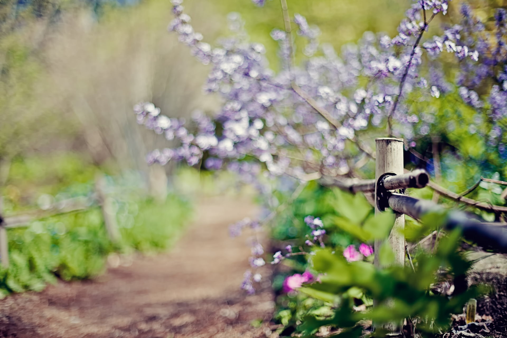land, vegetation, flowers, cluster, path, rural Scene, close-up, degradation, growth, fragility, focus on foreground, 1080P, plant, outdoors, green Color, HD Wallpaper