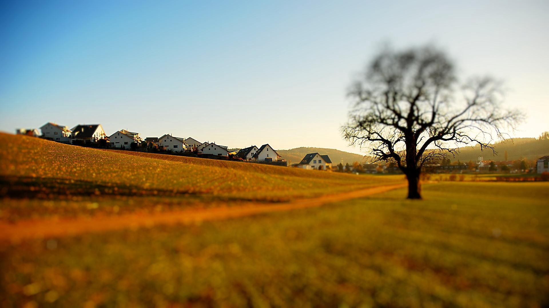 lodges, 1080P, glade, tree, utah, lonely, degradation, reduction, effect, HD Wallpaper
