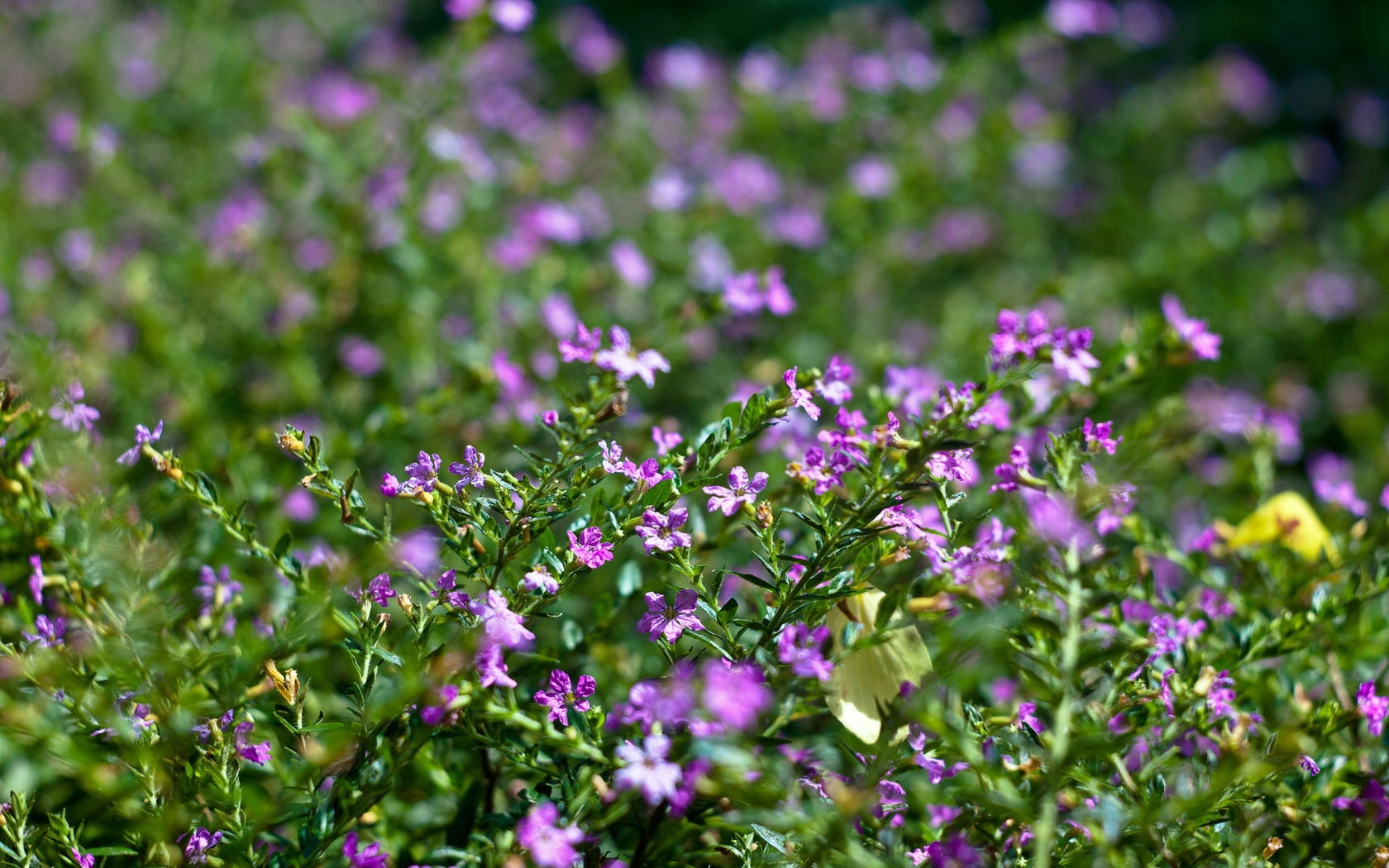 fragility, vulnerability, plant, land, degradation, 720P, freshness, close-up, no people, field, flower, outdoors, green color, day, selective focus, flowers, HD Wallpaper