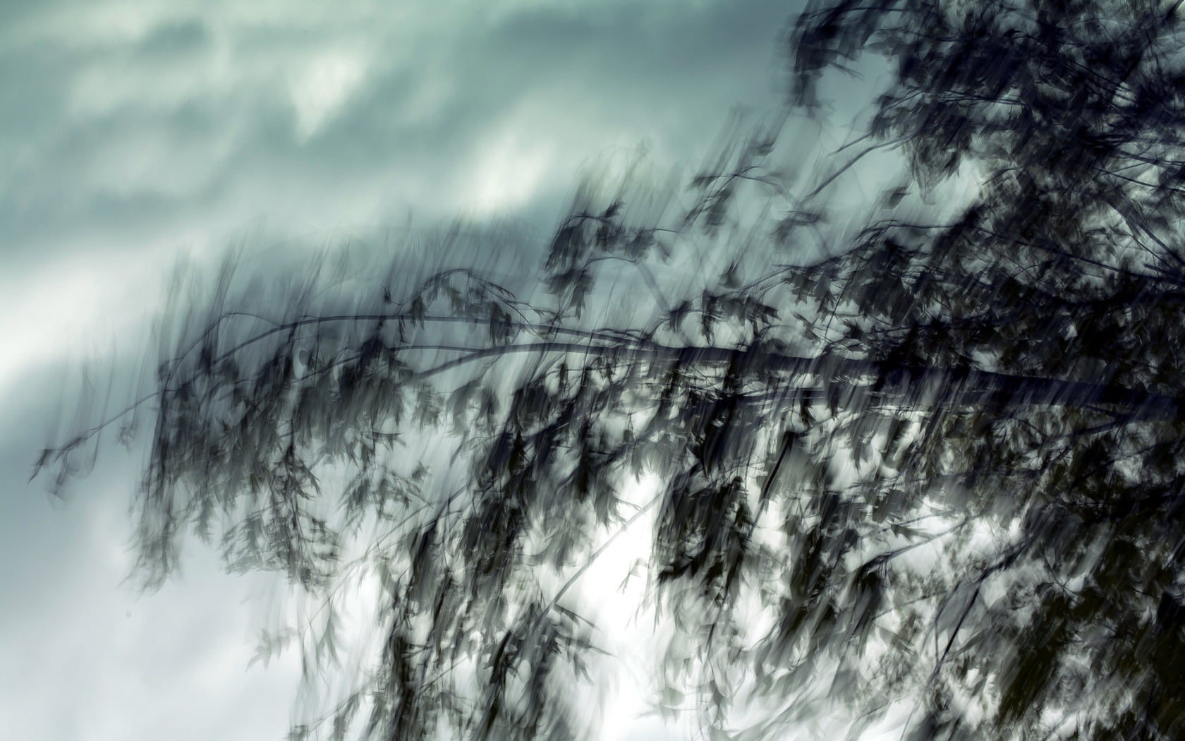 degradation, tranquility, beauty in nature, blurred motion, storm, outdoors, movement, no people, pine woodland, branch, environment, plant, wind, abstract, HD Wallpaper