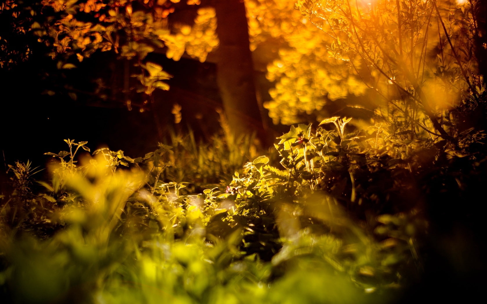 degradation, light, wood, herbs, 720P, HD Wallpaper