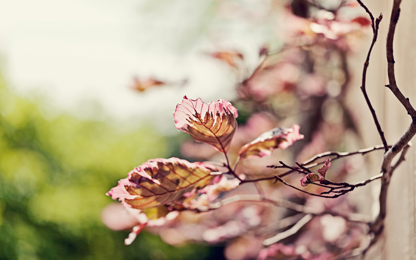 tree, springtime, selective focus, flower head, outdoors, freshness, 720P, leaves, cherry blossom, close-up, vulnerability, pollination, flowering plant, HD Wallpaper