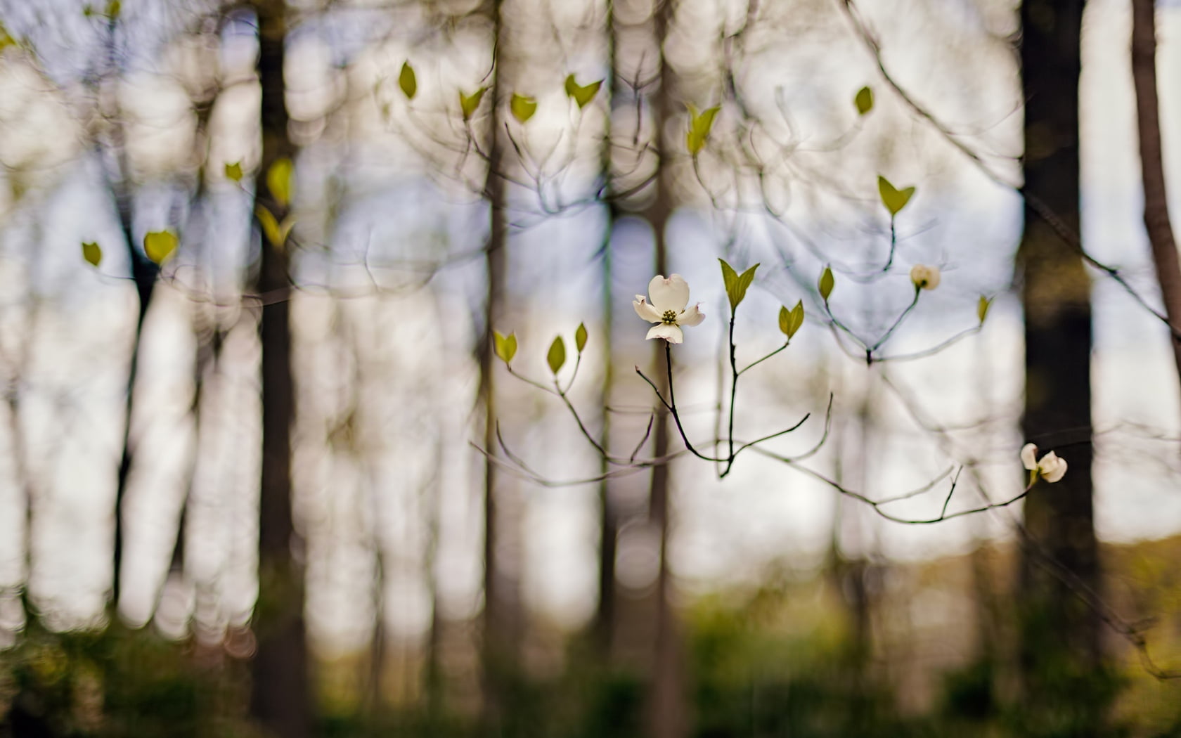freshness, petaled, nature, close-up, outdoors, focus on foreground, degradation, branches, white, selective focus, flower head, tree, plant, spring, growth, HD Wallpaper