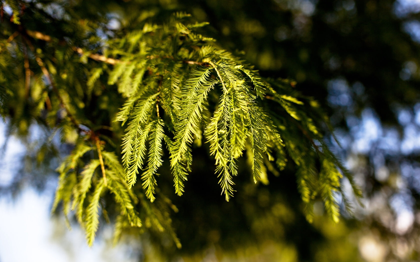 green, degradation, branches, fir-tree, 720P, coniferous, HD Wallpaper