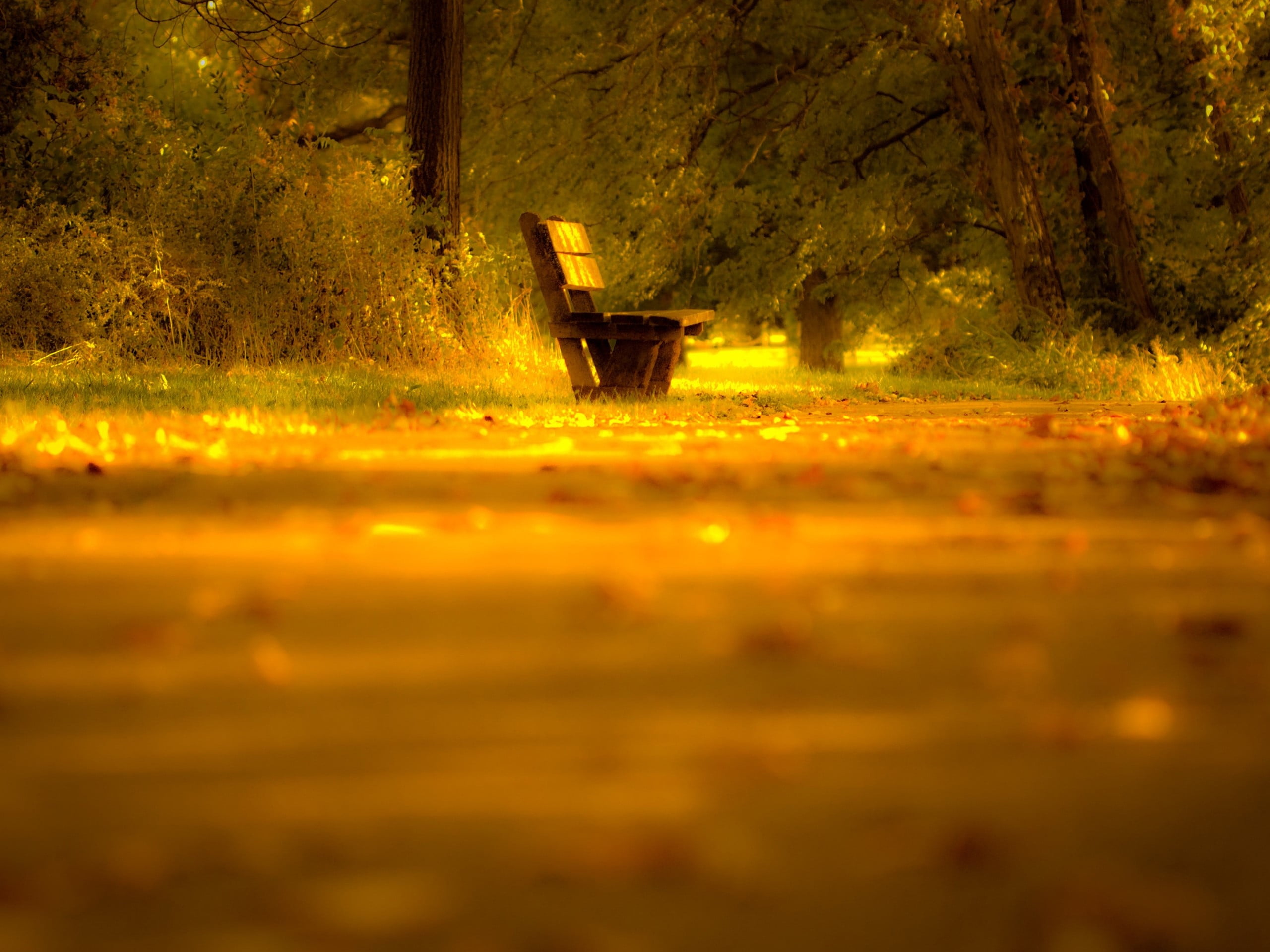 nature, field, surface level, orange color, land, sunlight, 2K, autumn, tree, change, outdoors, transportation, plant part, selective focus, no people, HD Wallpaper