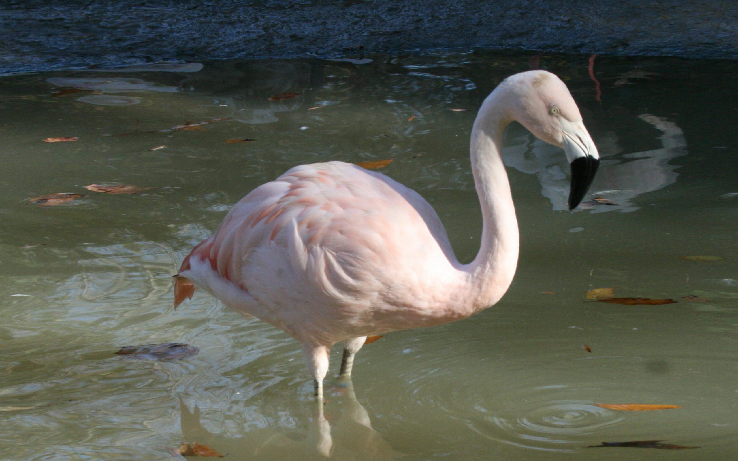 degradation, 2K, harvesting, phoenicopterus, egg, flamingo, habitat, chilensis, disturbance, endangered, chilean, hunting, prada, HD Wallpaper