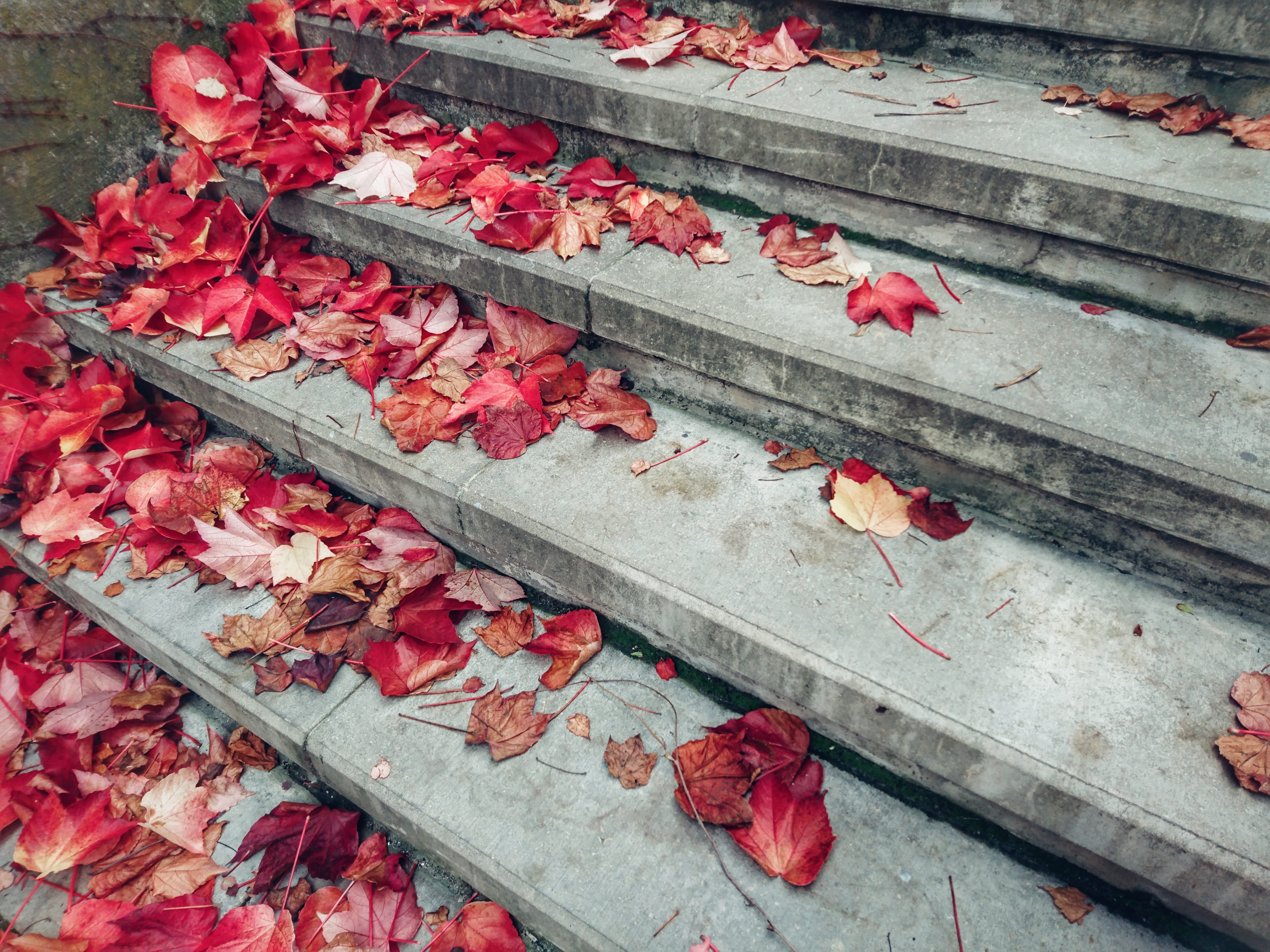petal, flowering plant, wood - material, change, nature, freshness, flower, dry, plant part, 5K, day, red, leaves, close-up, autumn, gradually, stone, HD Wallpaper