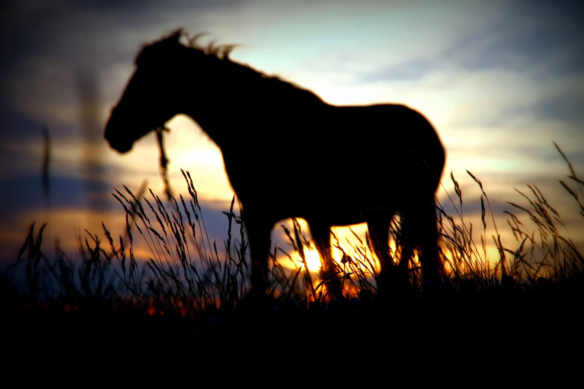 sun, degradation, 1080P, horse, silhouette, sunset, HD Wallpaper
