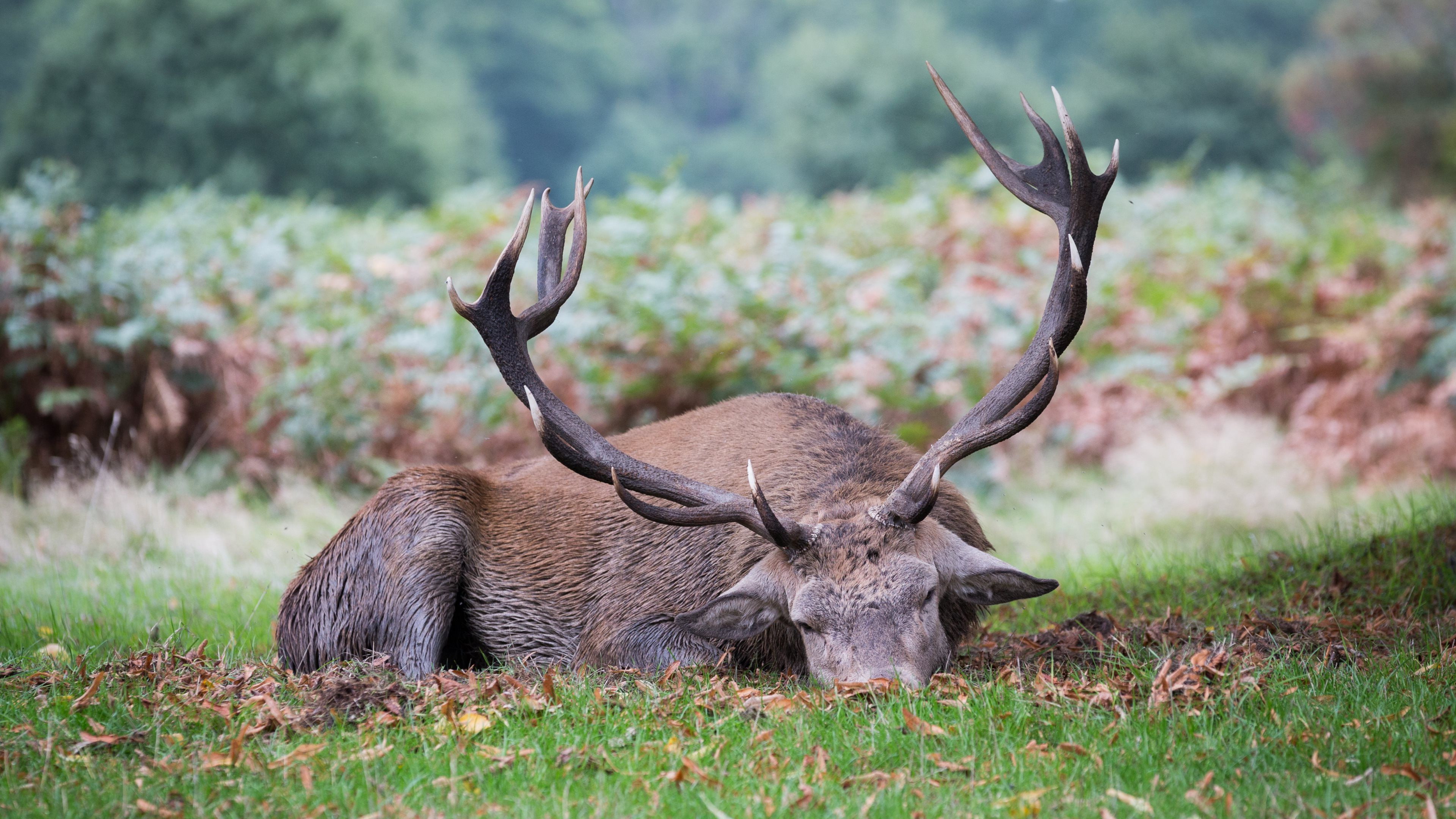 4K, 4K, animals, stag, hd, 3840x2160, HD Wallpaper
