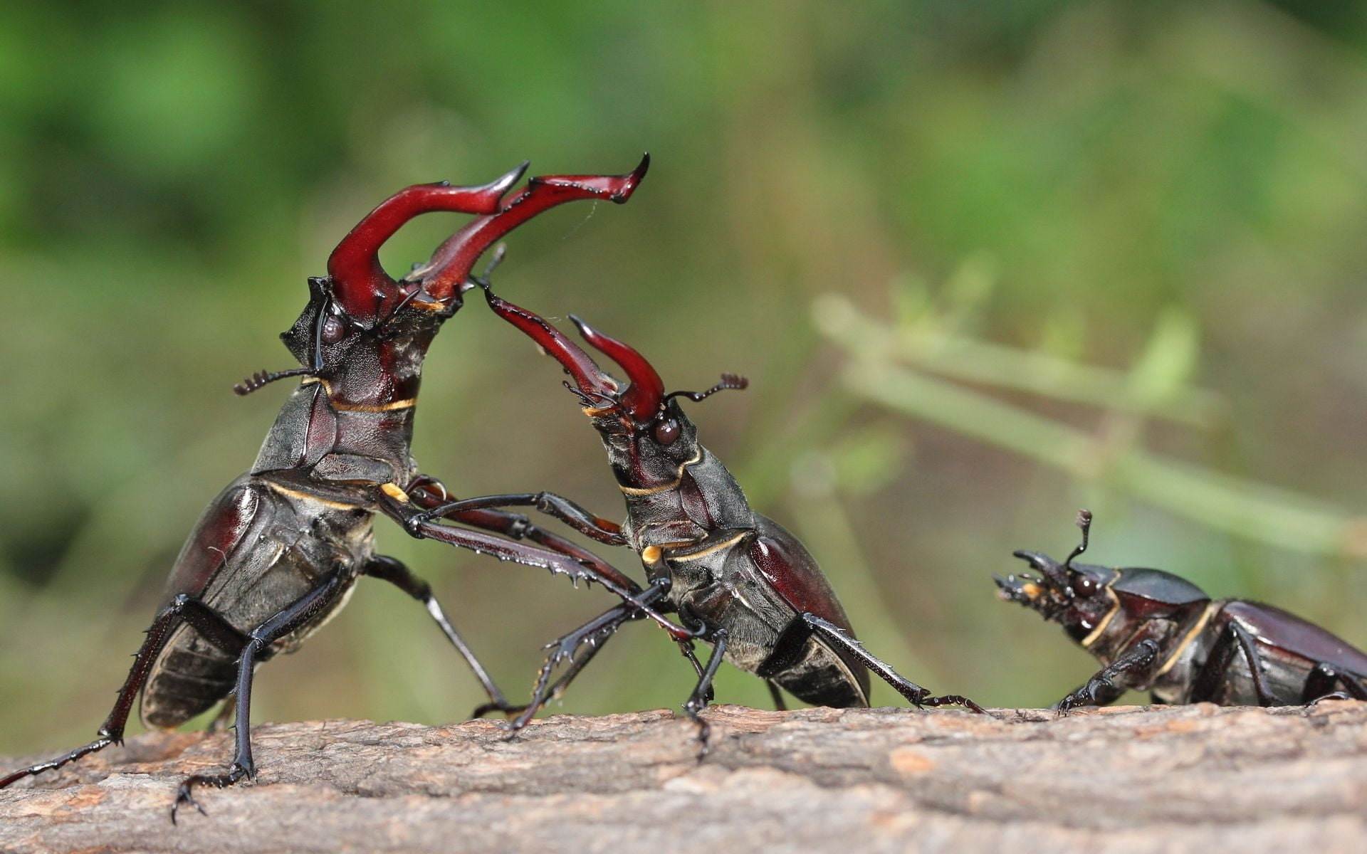 no people, male, nature, wood - material, two animals, beetles, beetle, close-up, wildlife, stag, outdoors, insect, female, animal themes, invertebrate, HD Wallpaper