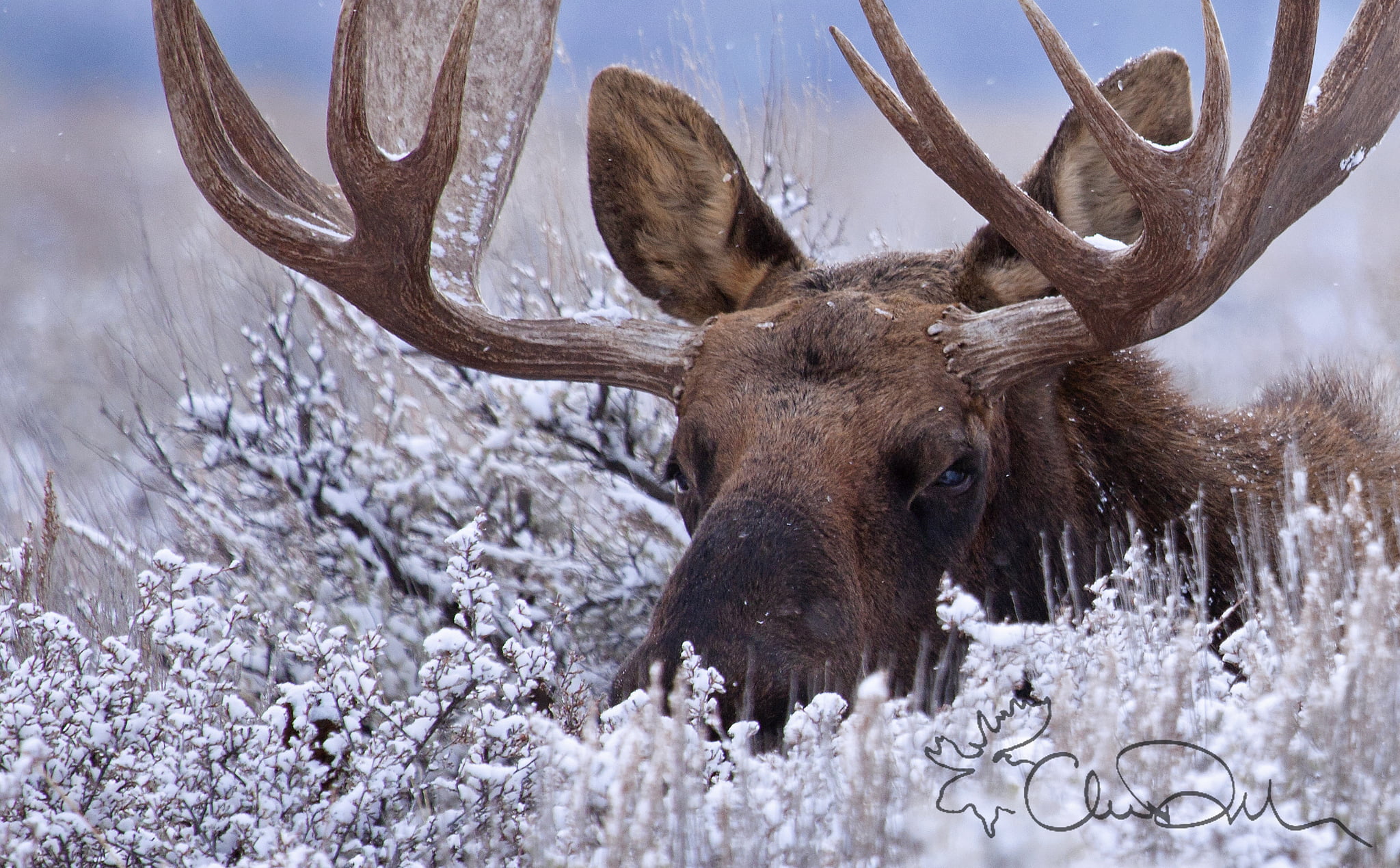brown, frozen, portrait, snowflake, horns, no people, tree, christmas, 1080P, animal themes, forest, nature, moose, season, antler, domestic animals, snow, HD Wallpaper