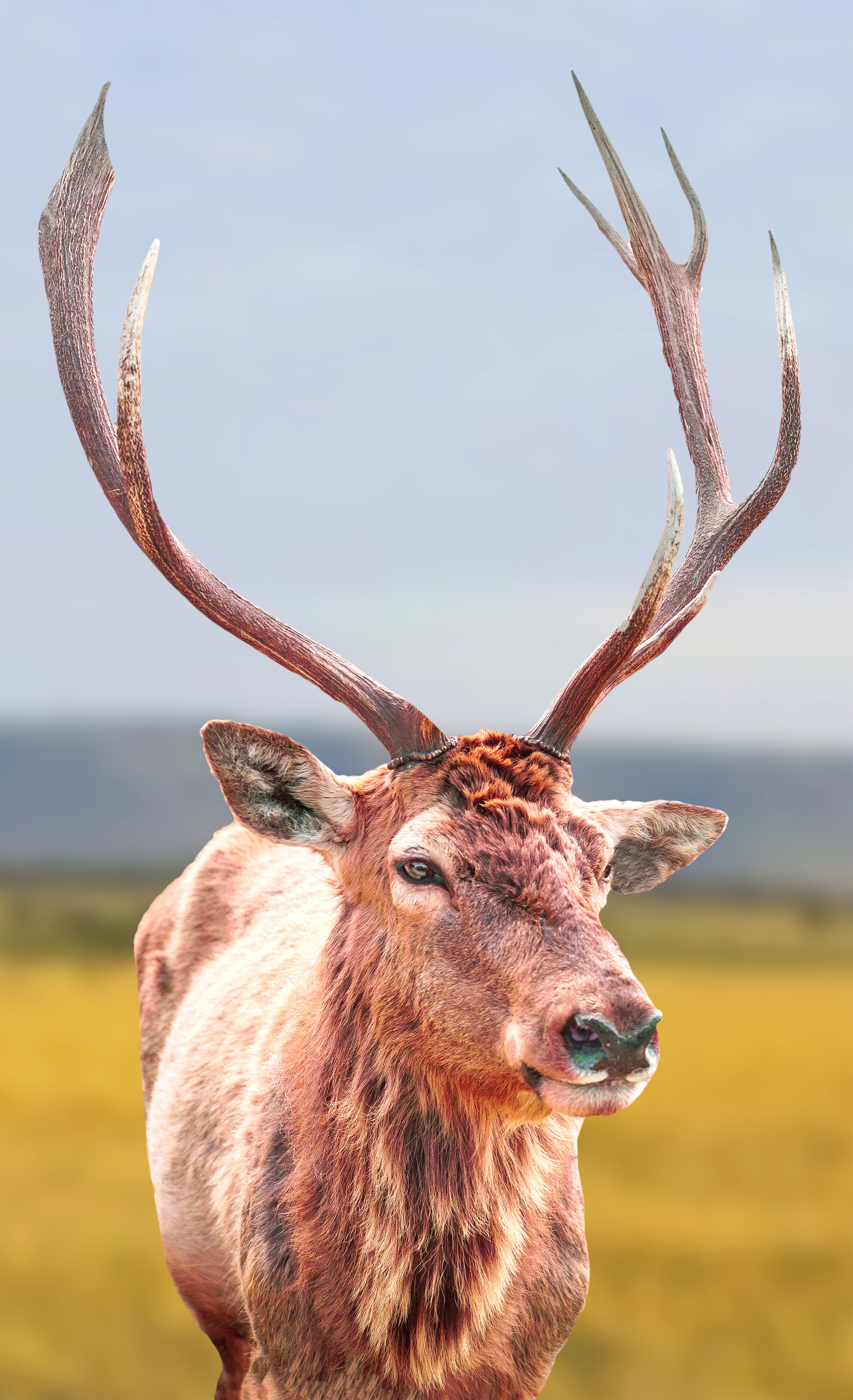 animal, sky, 5K, outdoor, day, antler, close-up, horns, wildlife, hd, land, stag, brown, animal themes, portrait, deer, animals in the wild, horned, one animal, Phone HD Wallpaper