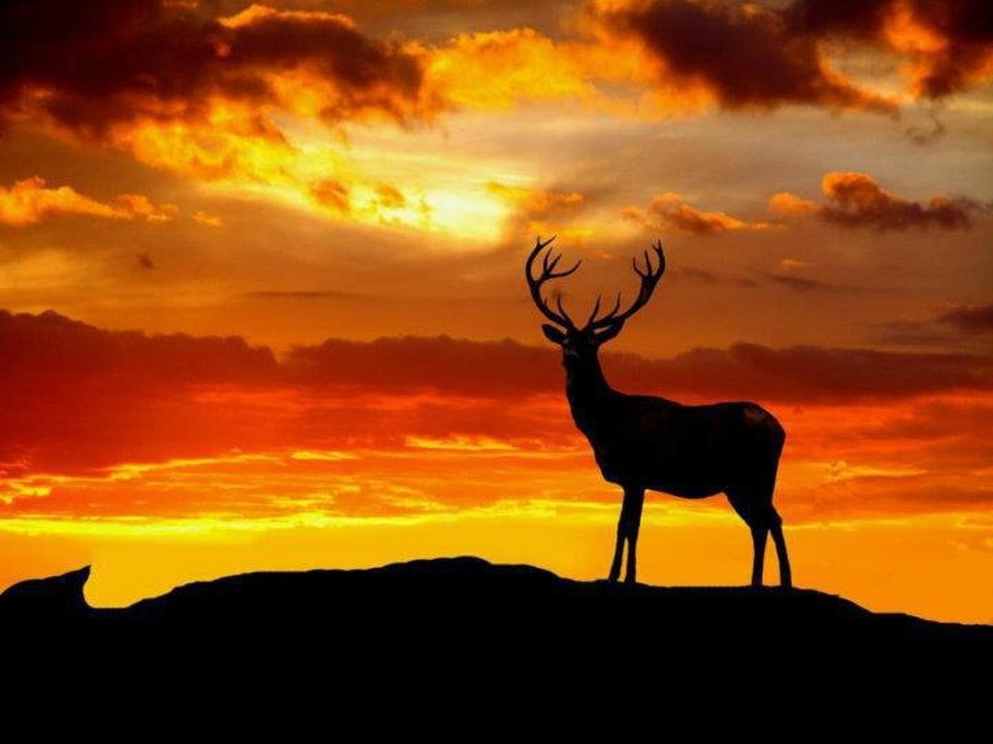 vertebrate, one animal, cloud - sky, animals in the wild, animal, male animal, standing, herbivorous, reindeer, animal themes, animal wildlife, silhouette, HD Wallpaper