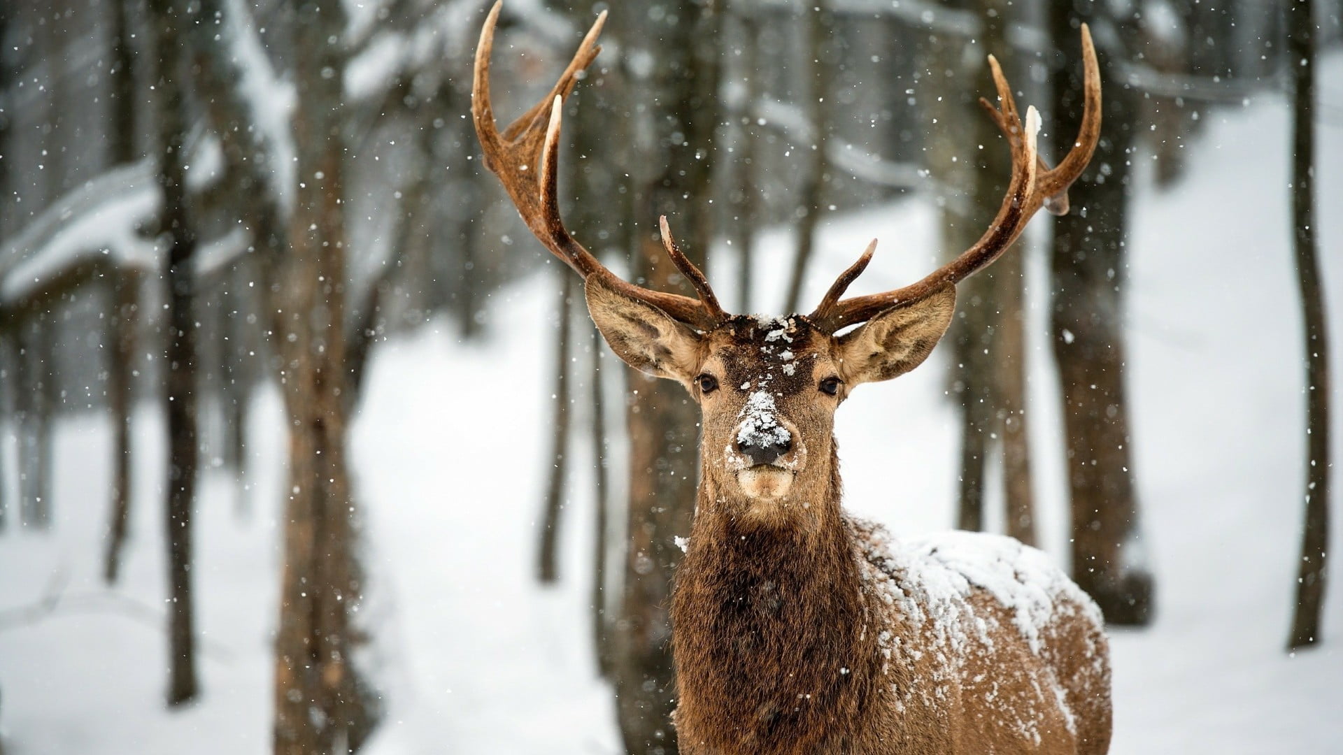herbivorous, animal, mammal, nature, no people, animals in the wild, snowing, deer, tree, white tailed deer, woodland, one animal, land, 1080P, cold temperature, HD Wallpaper