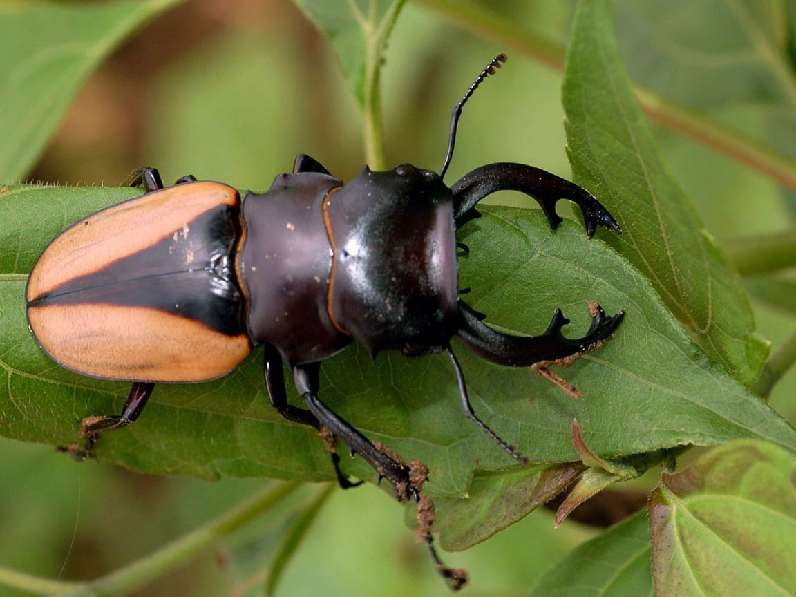 480P, insects, bugs, art, beetle, stag, hd, animals, HD Wallpaper