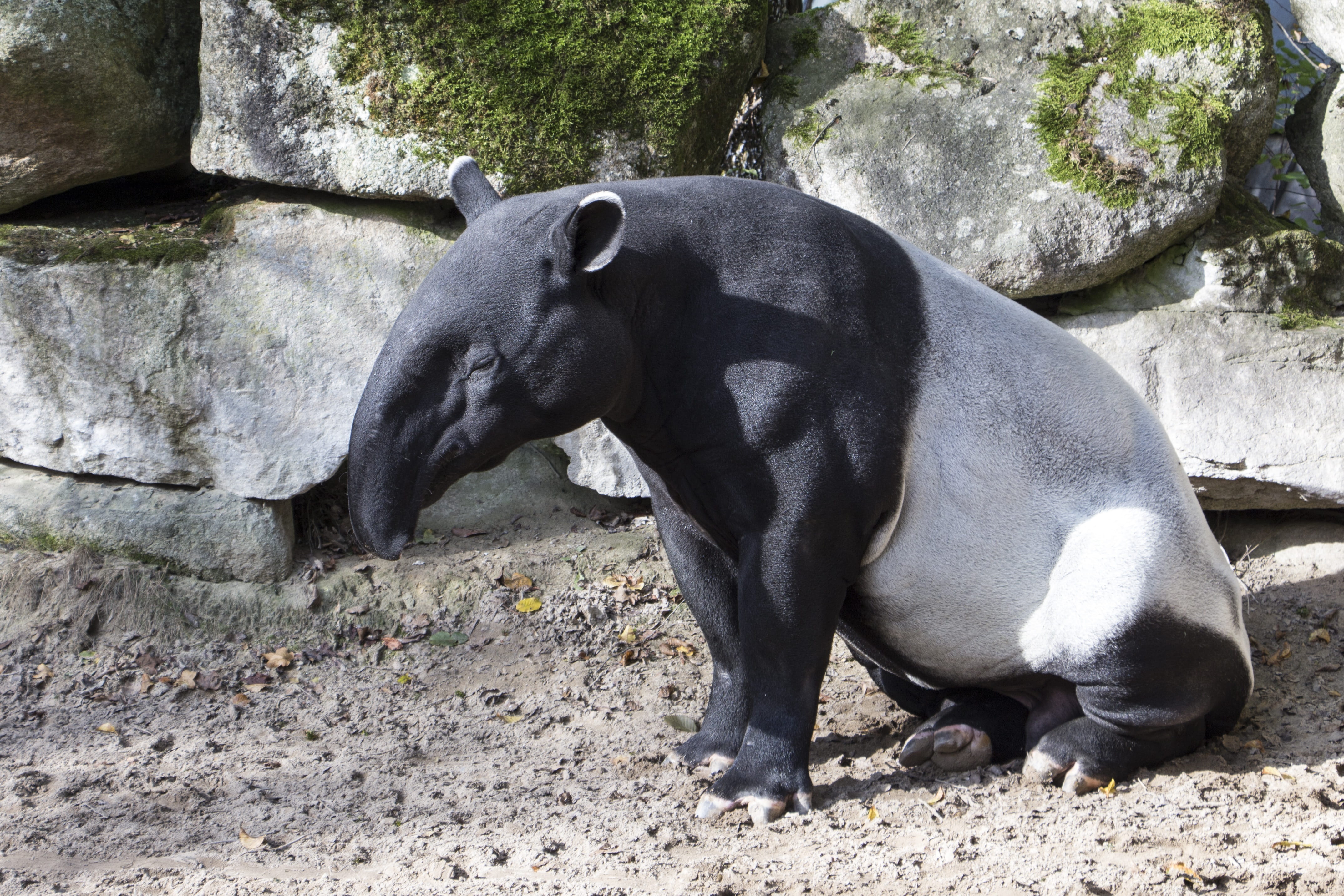 relaxation, outdoors, animal wildlife, mammal, one animal, skin, legged, malayan tapir, no people, nature, solid, 4K, fur, domestic animals, black, black color, HD Wallpaper
