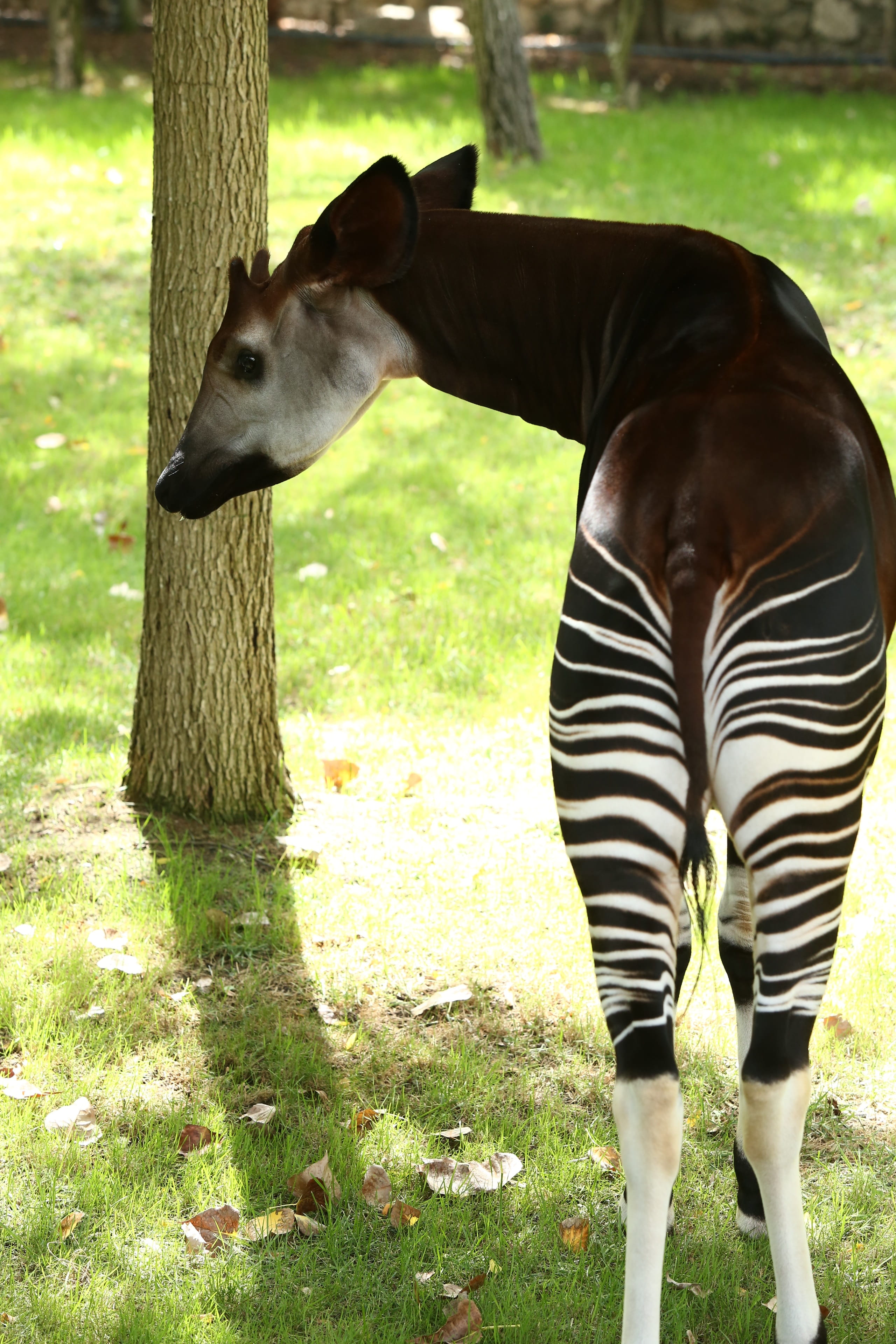 plant, zoo, striped, herbivorous, horse, animal head, herbivore, domestic animals, animal themes, okapi, grazing, outdoors, day, animal, animals, land, Phone HD Wallpaper