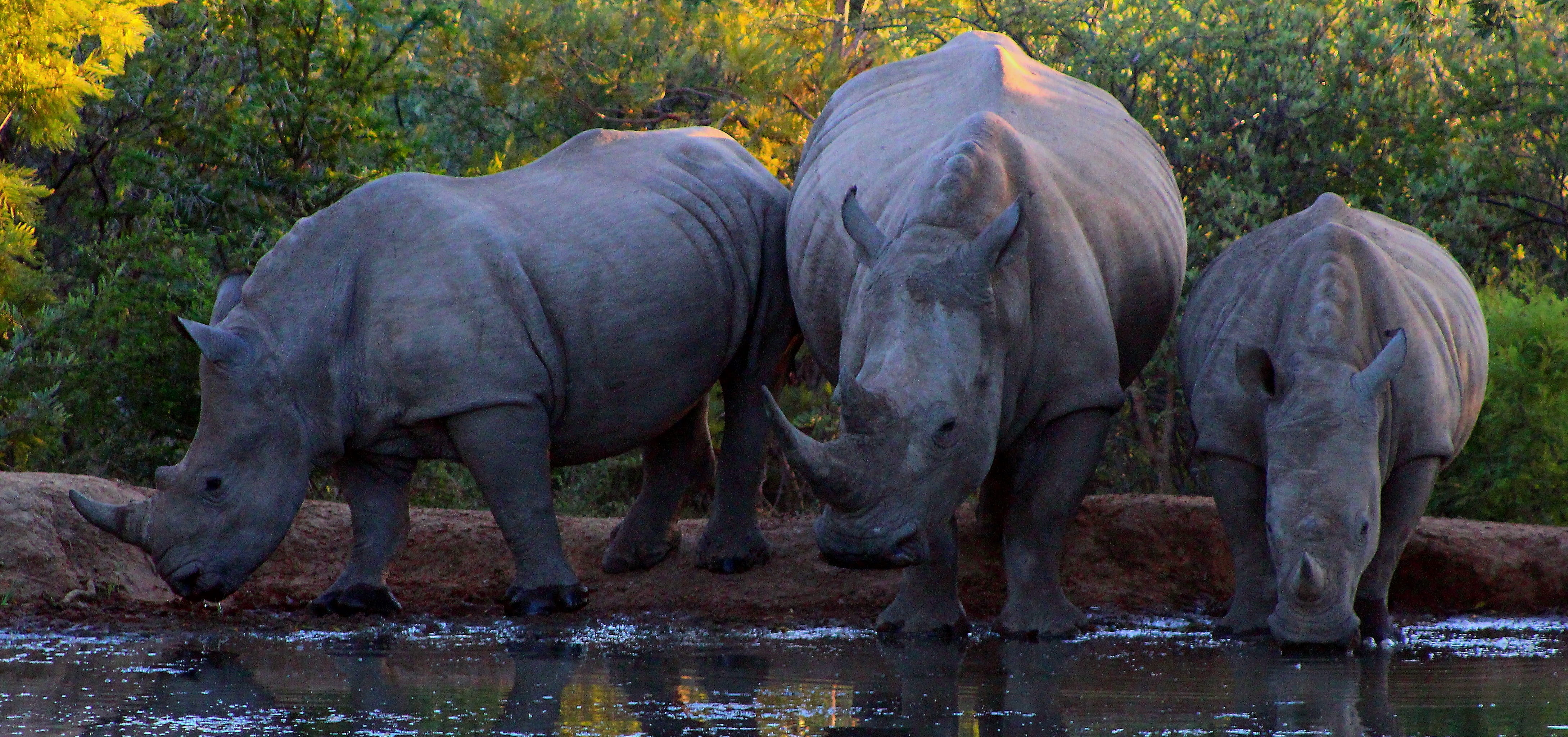 two animals, 4K, nature, safari, herbivore, day, mammal, bush, rhino, animal, water, rhinoceros, lake, animal family, no people, outdoors, big 5, group of animals, HD Wallpaper