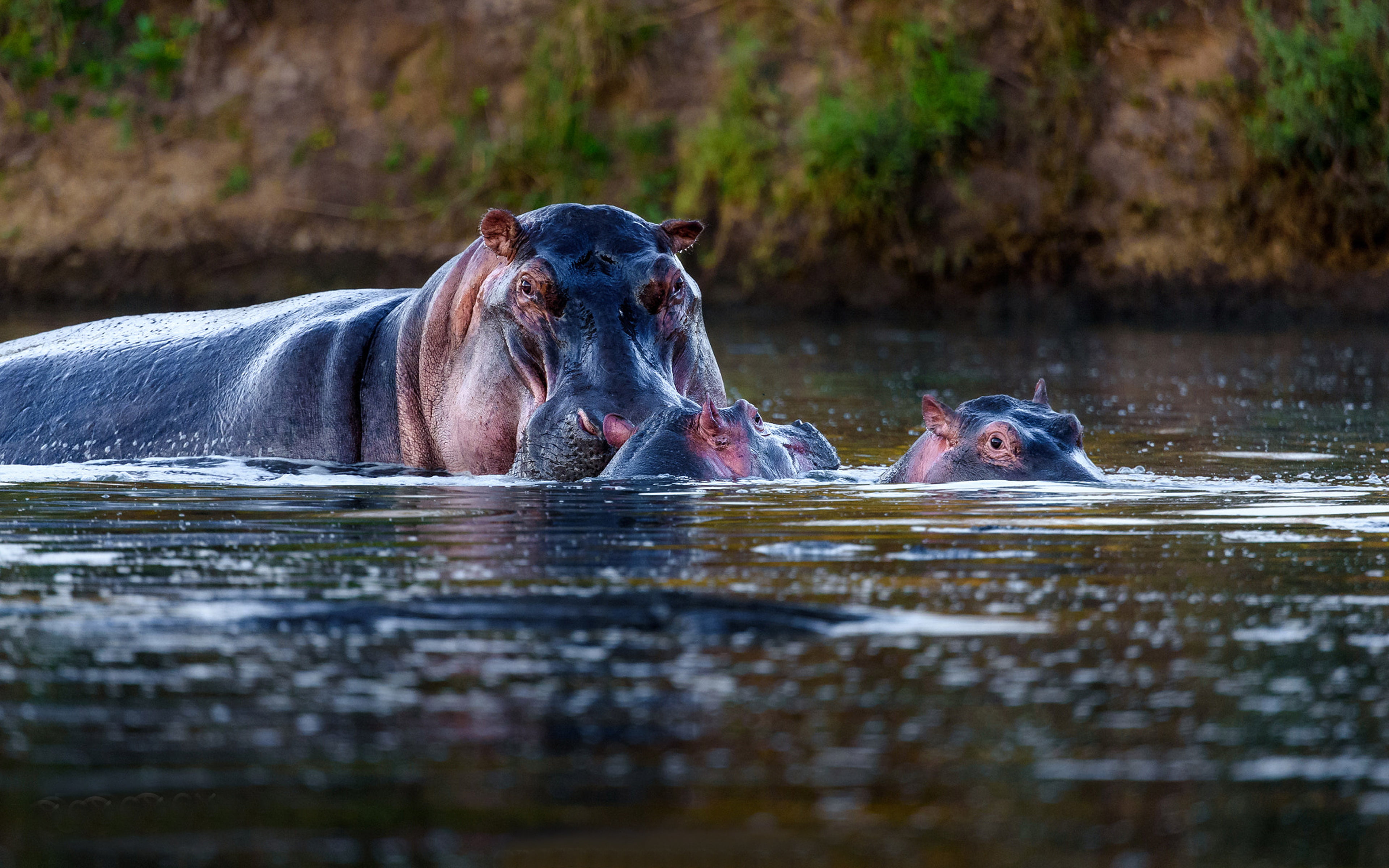 group of animals, lake, herbivorous, phones, semi, 4K, animal family, africa, mouth open, day, large, waterfront, animal themes, hd, nature, animals in the wild, HD Wallpaper