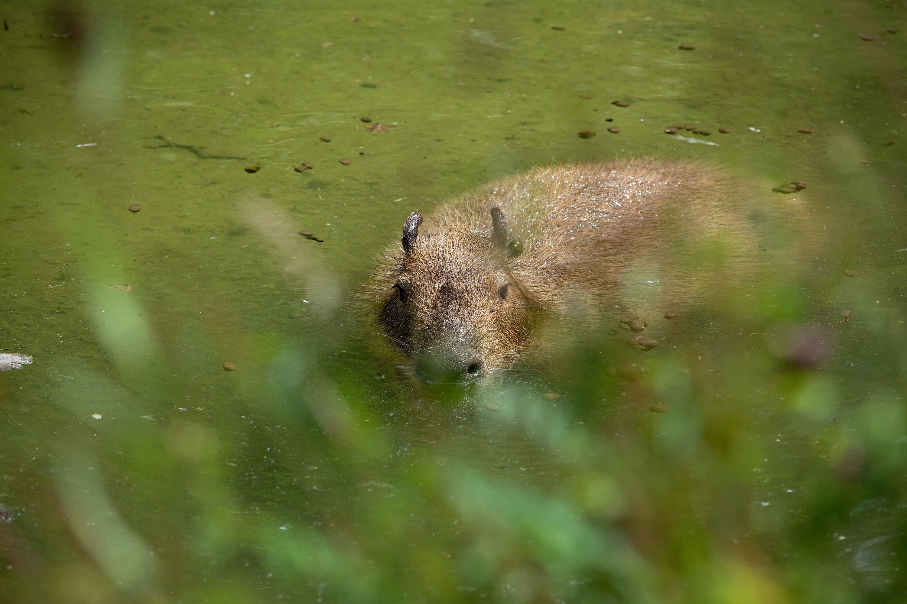 no people, capybara, day, one animal, animals in the wild, animal, outdoors, lake, herbivores, green color, animal wildlife, selective focus, 2K, water, HD Wallpaper