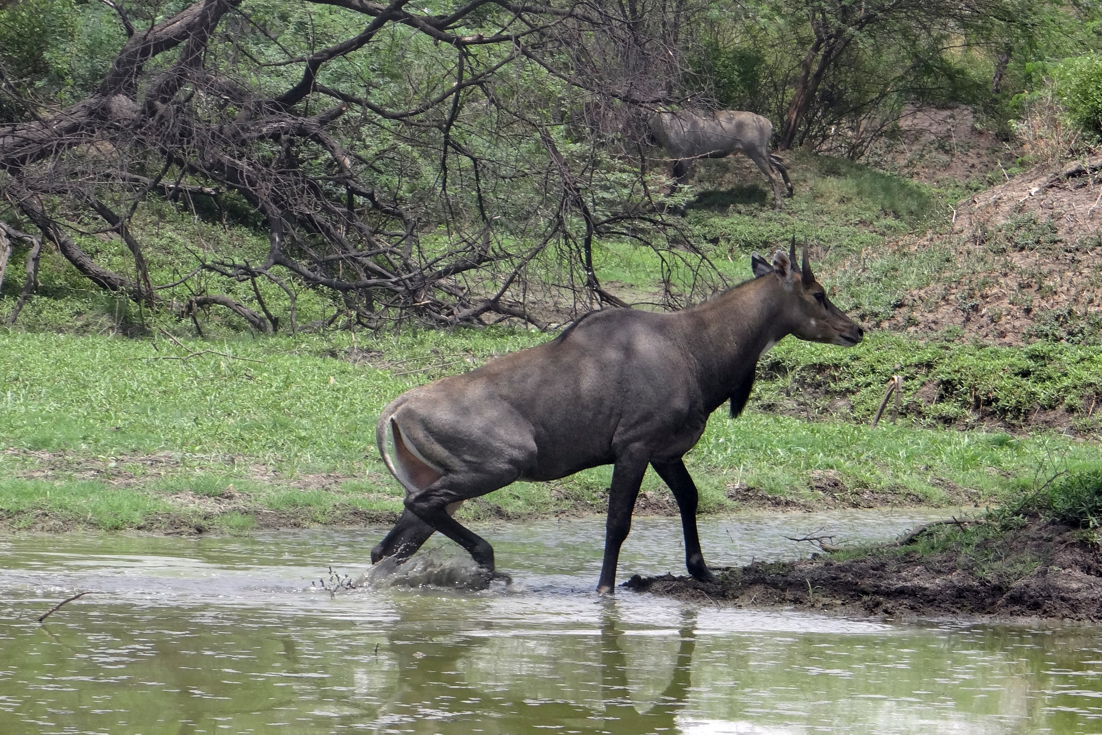 lake, water, male, 2K, no people, vertebrate, wildlife, waterfront, land, wildebeest, tree, growth, wild, river, plant, mammal, animals In The Wild, bharatpur, HD Wallpaper