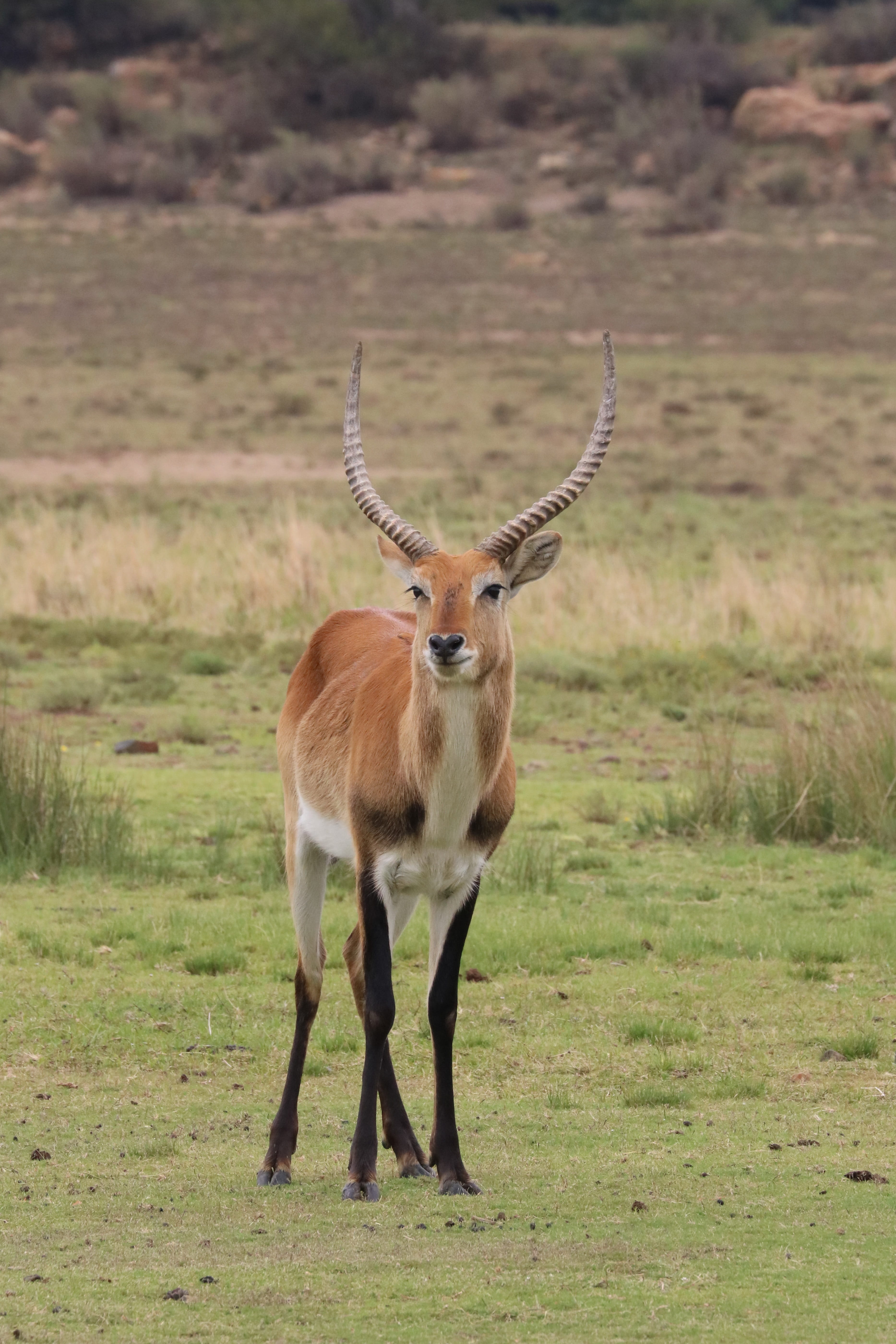 day, africa, botswana, horn, male, horns, looking at camera, field, grass, herbivorous, no people, portrait, vertebrate, standing, safari, animals in the wild, Phone HD Wallpaper