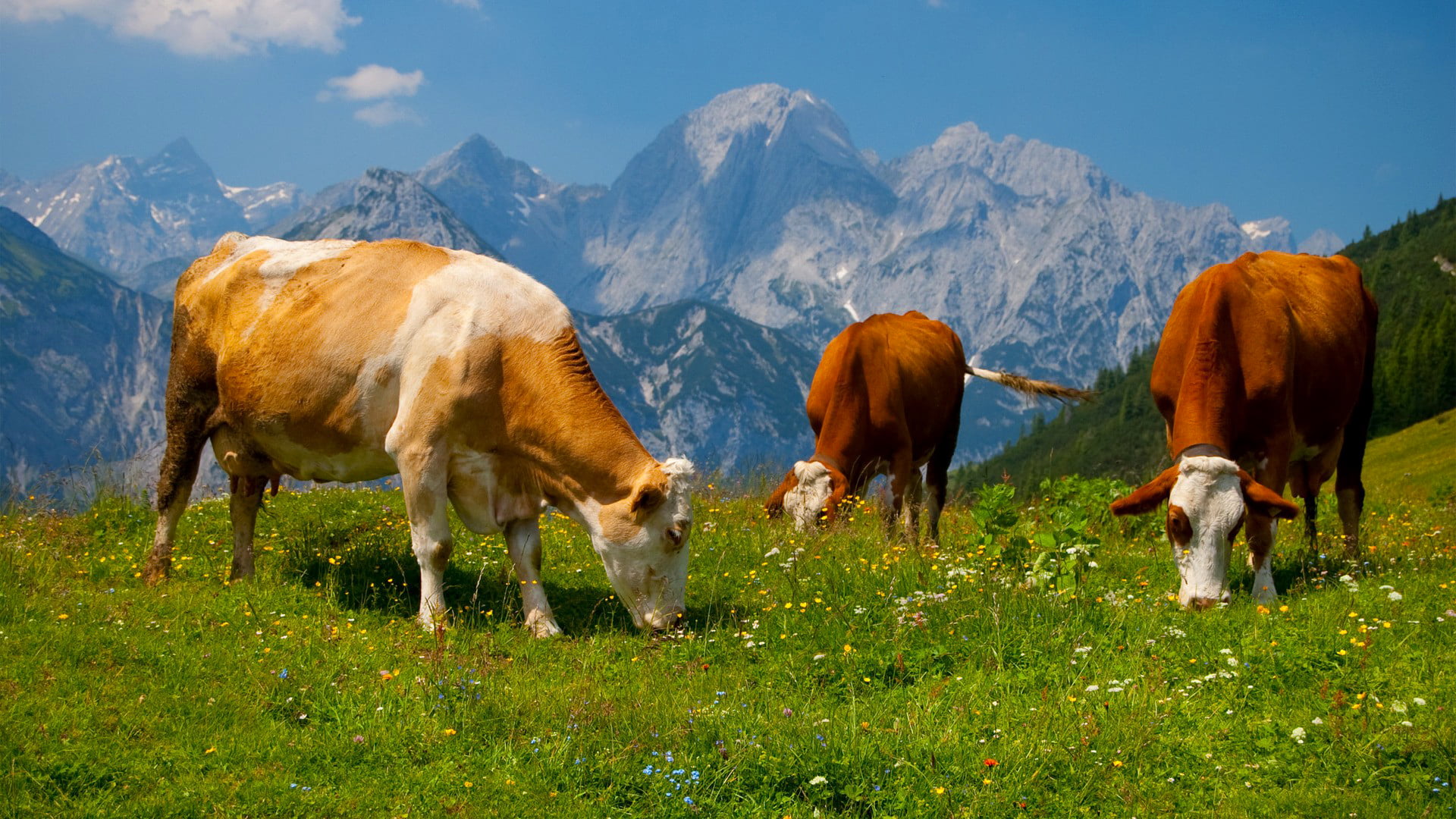 brown, animal themes, three, farm, group of animals, blue, mountain, field, 1080P, plant, grass, domestic Cattle, switzerland, vertebrate, dairy Farm, HD Wallpaper