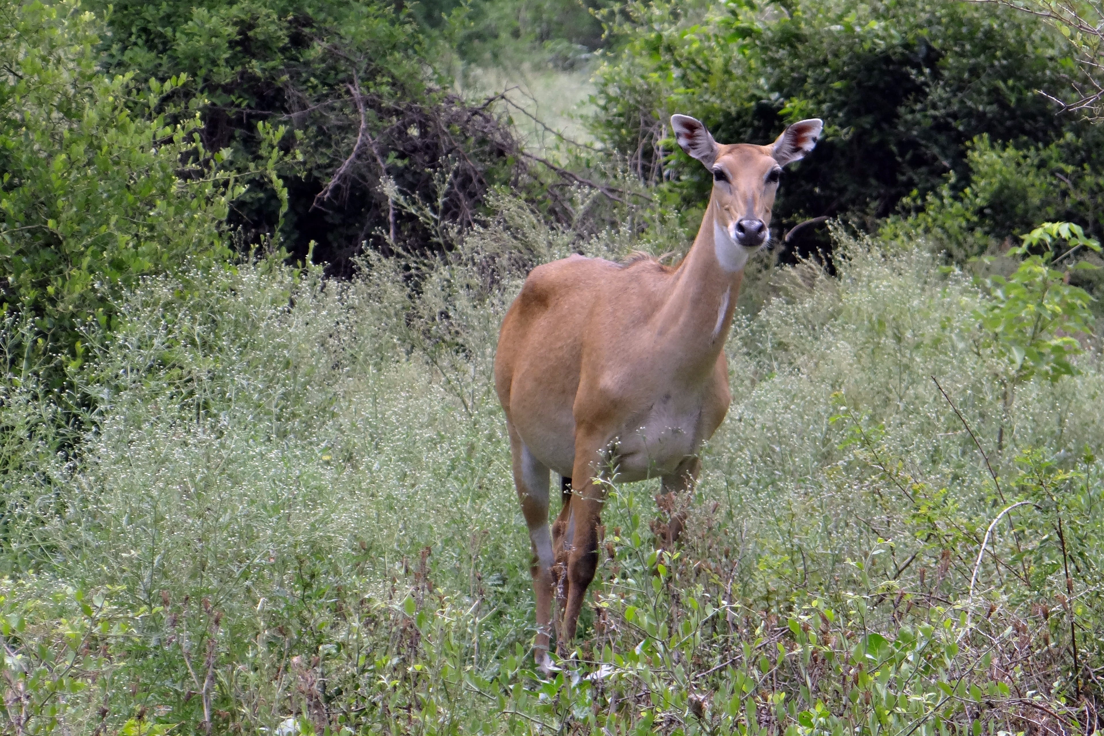 standing, herbivore, outdoors, forest, field, plant, one animal, day, india, animal themes, mammal, herbivorous, green color, growth, female, land, nilgau, HD Wallpaper