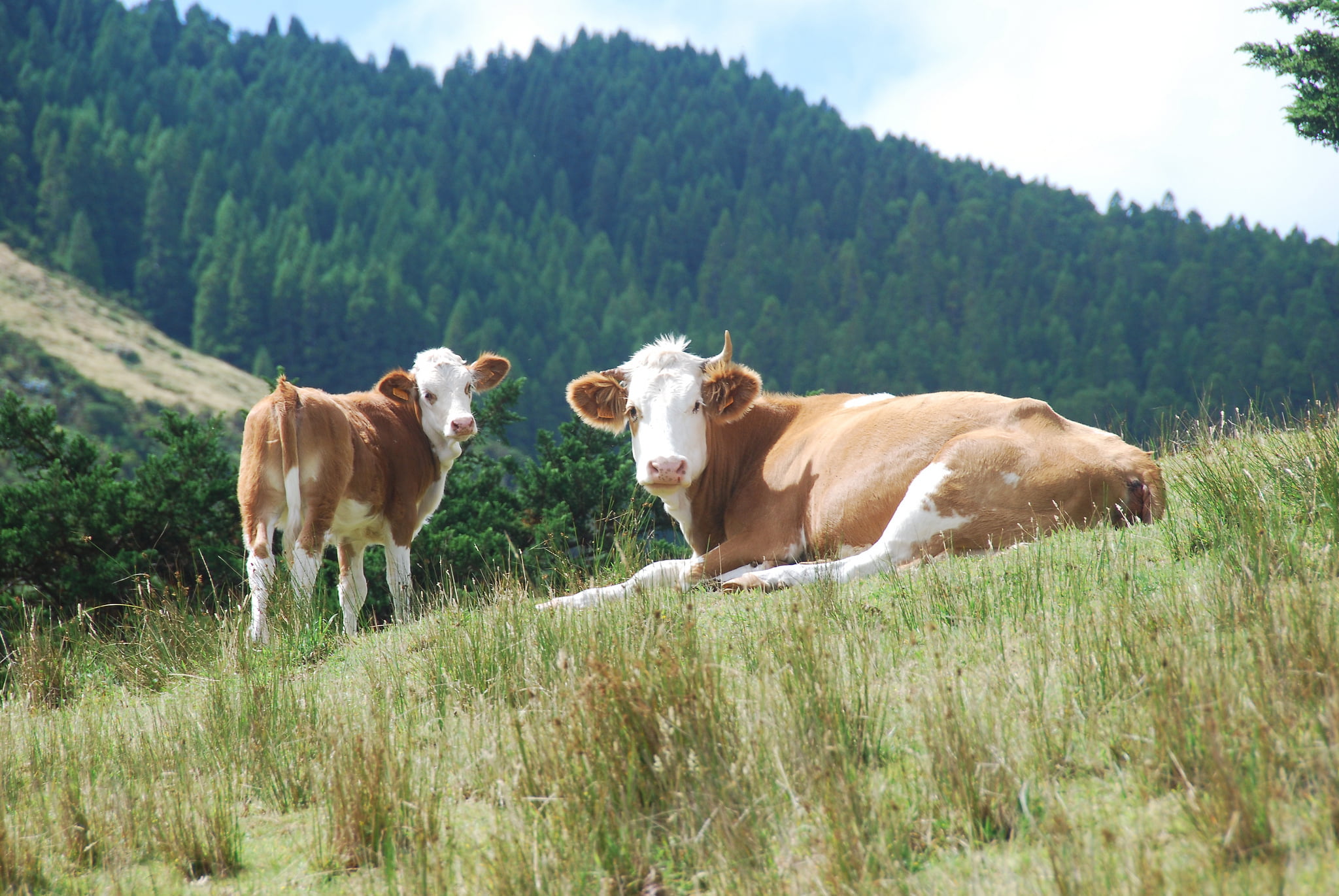 animal, herd, group of animals, animal themes, nature, non-Urban Scene, domestic, livestock, springtime, hills, pasture, grass, growth, plant, blue, meadow, HD Wallpaper