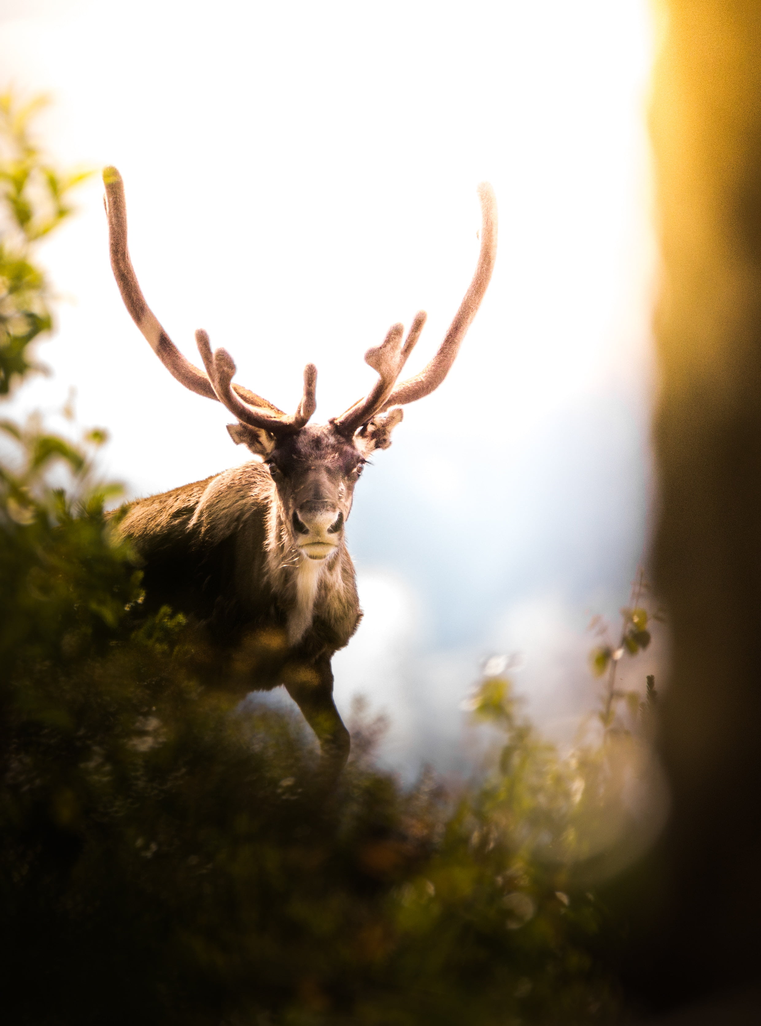 Sweden, forest, selective focus, animals, 2K, animals in the wild, animal head, plant, male animal, one animal, reindeer, deer, animal wildlife, land, Phone HD Wallpaper
