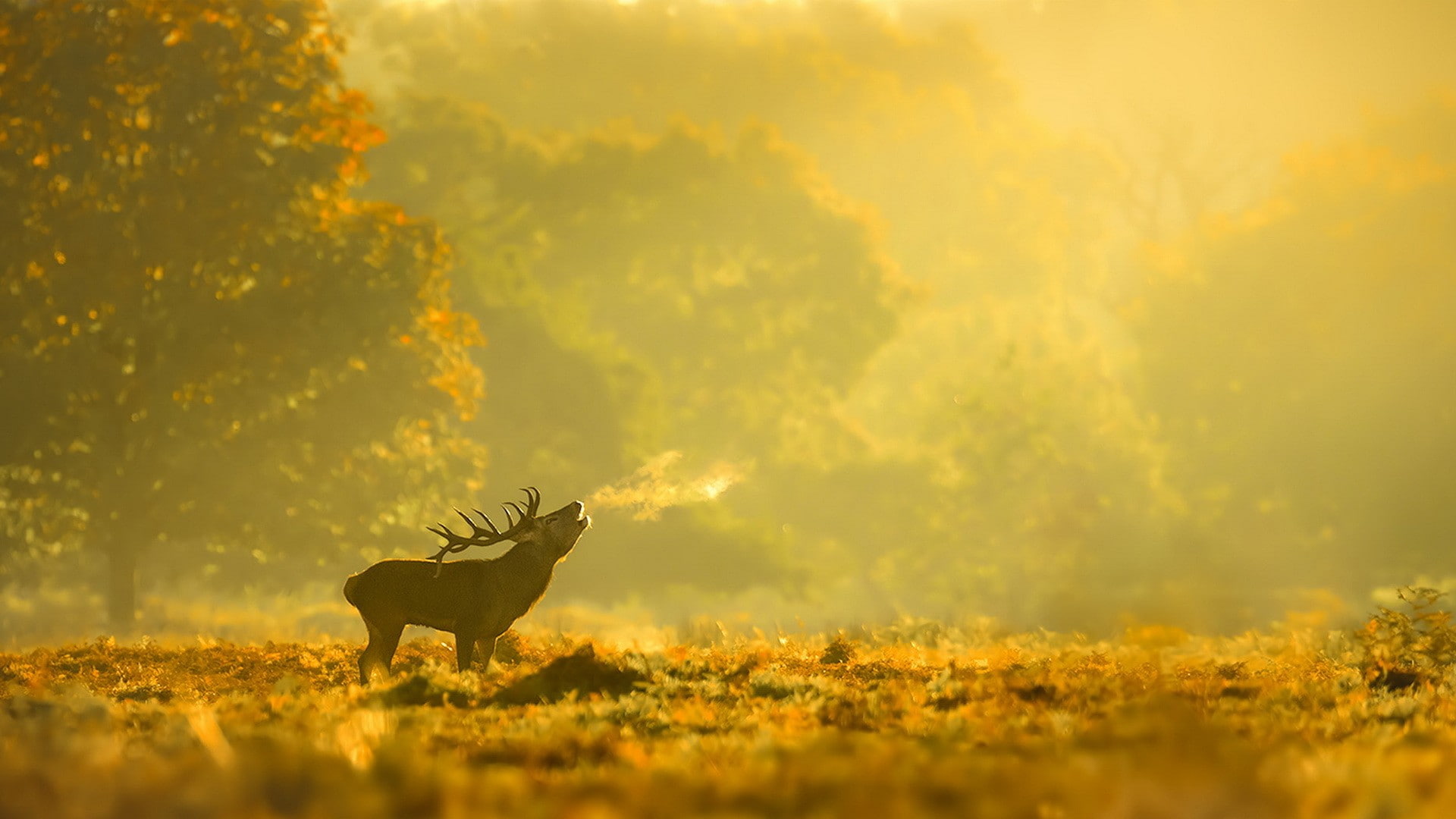 forest, landscape, animals, elk, 1080P, HD Wallpaper