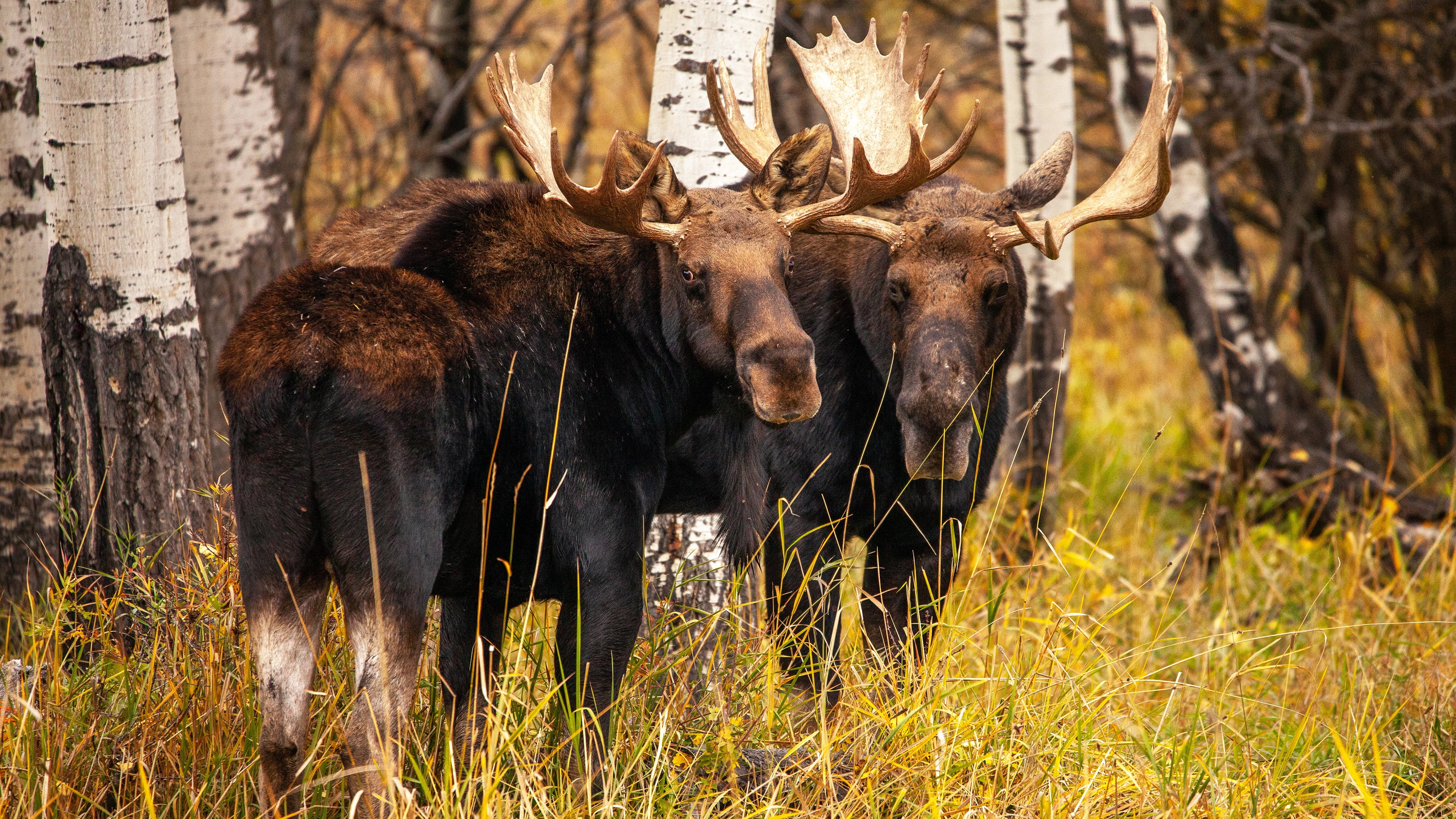 grass, two, look, autumn, two elk, pair, face, 4K, trees, forest, moose, HD Wallpaper