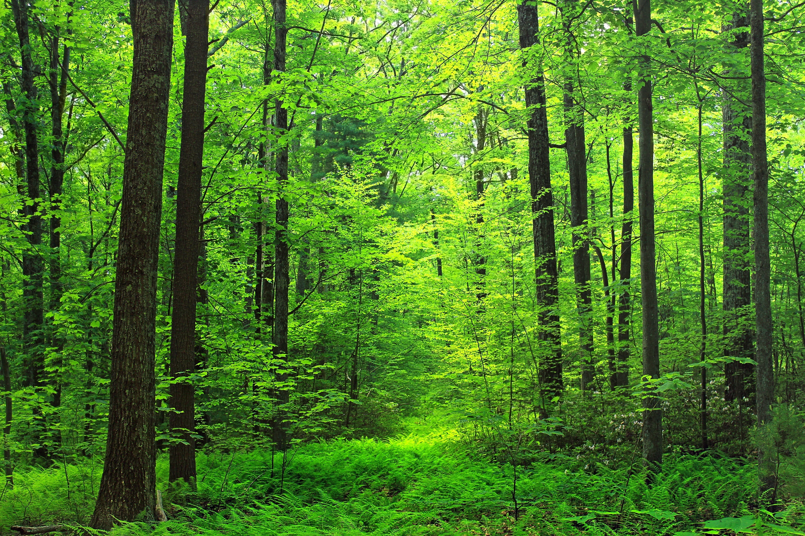 tranquil scene, trail, land, solitude, scenic, nature, ferns, scenics - nature, lush foliage, trees, woodland, coniferous tree, pine tree, non-urban scene, HD Wallpaper