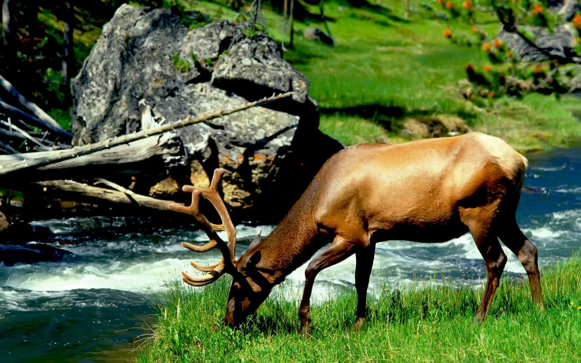 domestic animals, cow, cattle, animal themes, nature, vertebrate, plant, animals In The Wild, herbivorous, grazing, deer, farm, brown, wildlife, land, livestock, HD Wallpaper