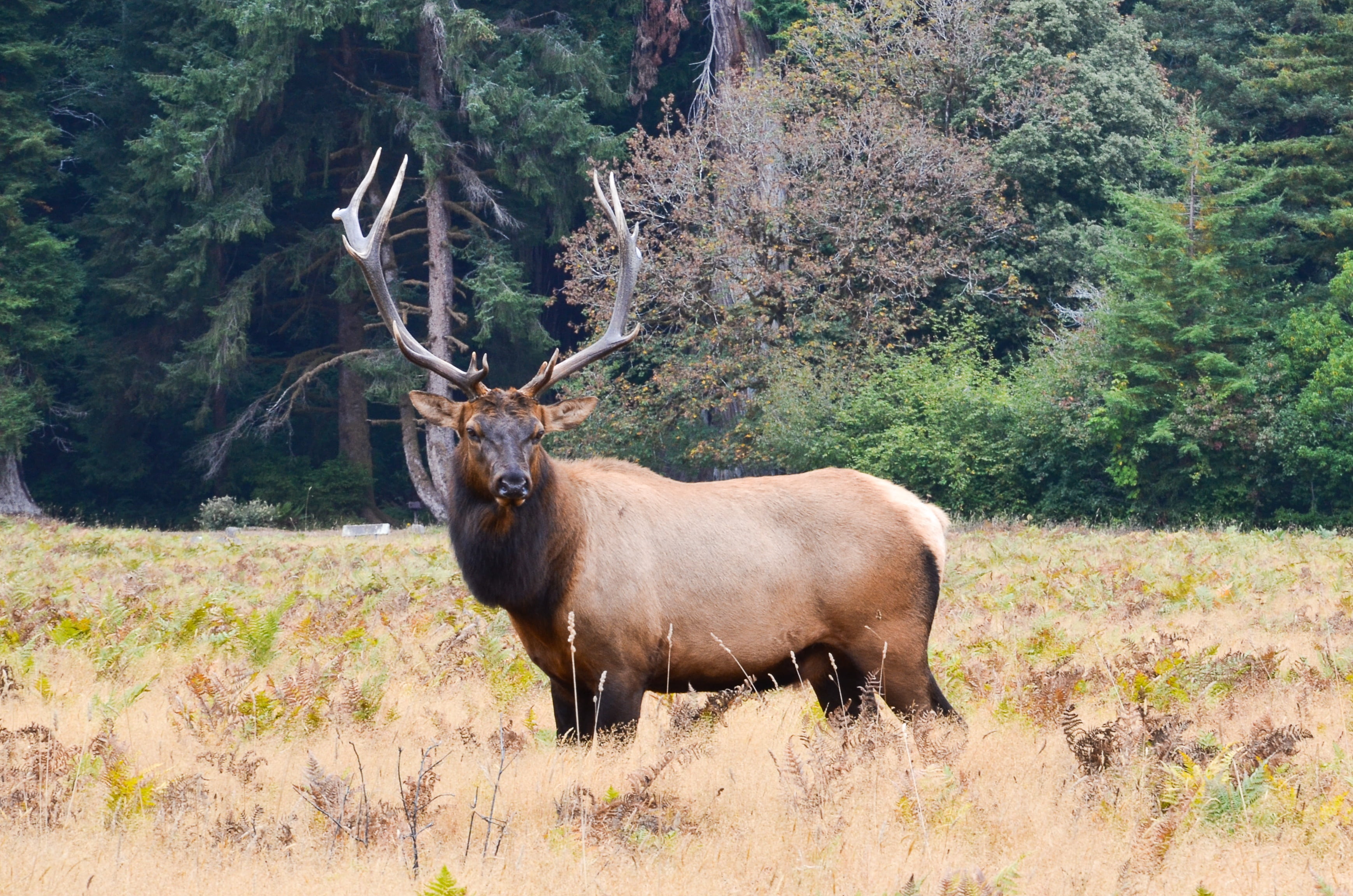 nature, usa, growth, wildlife, land, no people, 2K, one animal, reindeer, elk horn deer, olympic elk, vertebrate, america, mammal, animal themes, humboldt county, HD Wallpaper