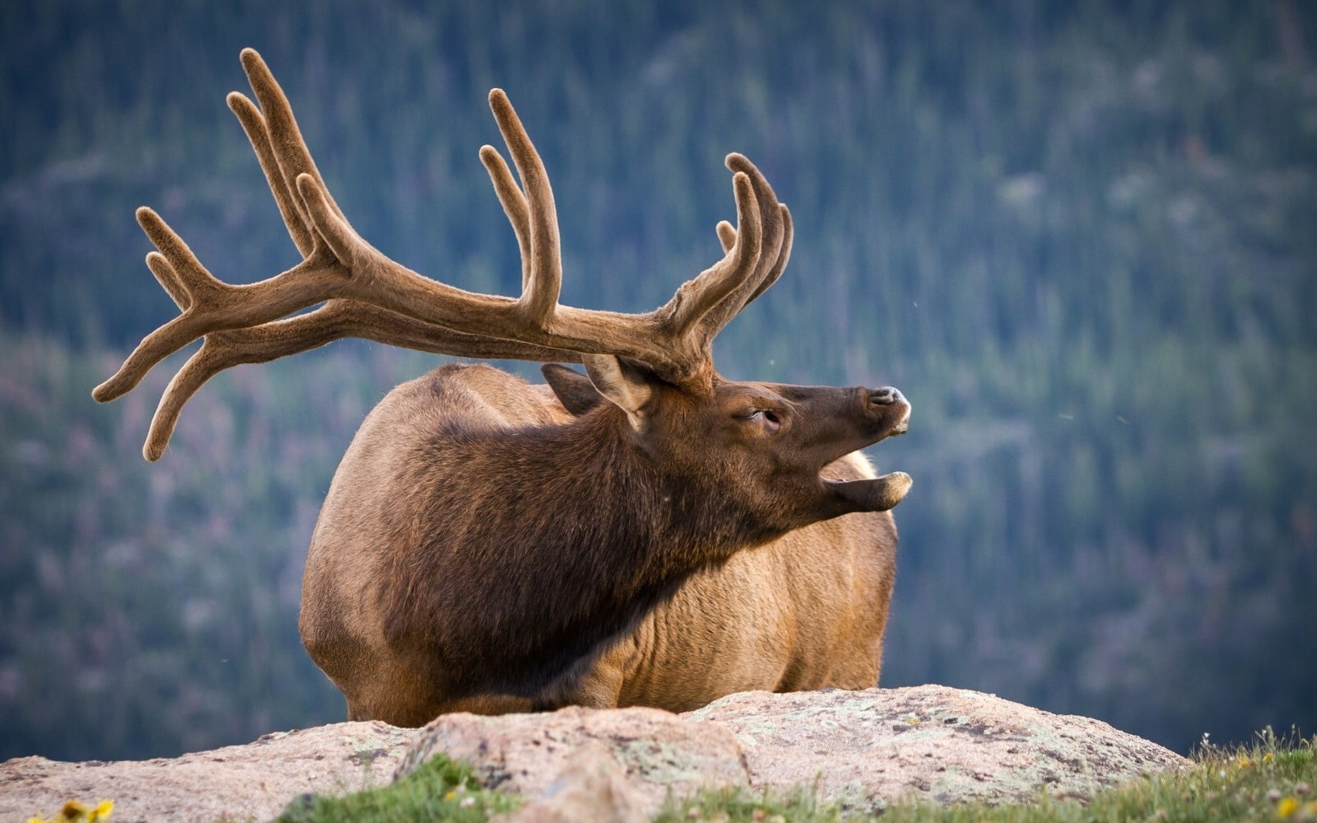 eyes, wildlife, moose, stag, animals In The Wild, rock - object, day, solid, looking away, rock, brown, horns, nature, animal themes, antler, water, horned, HD Wallpaper