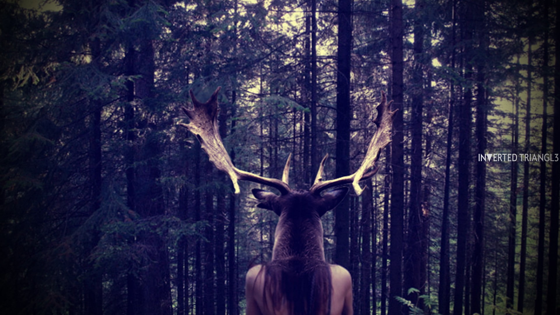 beauty in nature, antler, headshot, trunk, one person, land, elk forest, 1080P, nature, forest, woodland, human body part, adult, unrecognizable person, HD Wallpaper