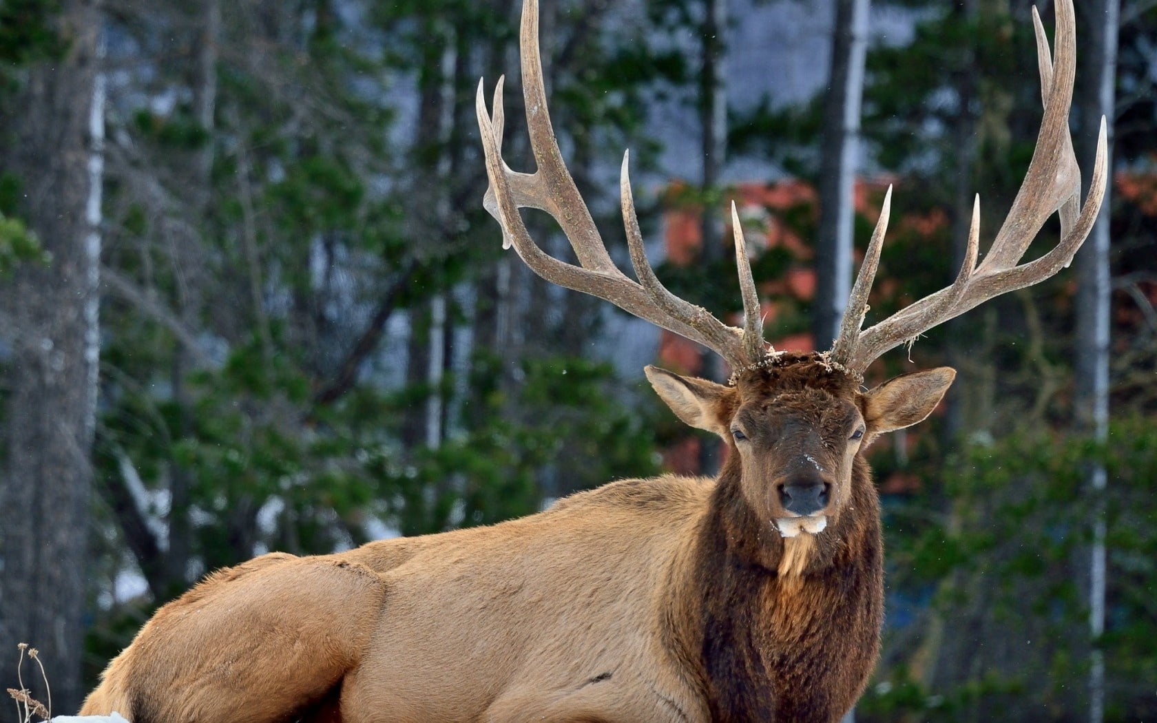 woodland, elk, vertebrate, forest, male Animal, deer, red Deer - Animal, portrait, one animal, nature, animals In The Wild, hunting, horns, plant, no People, HD Wallpaper