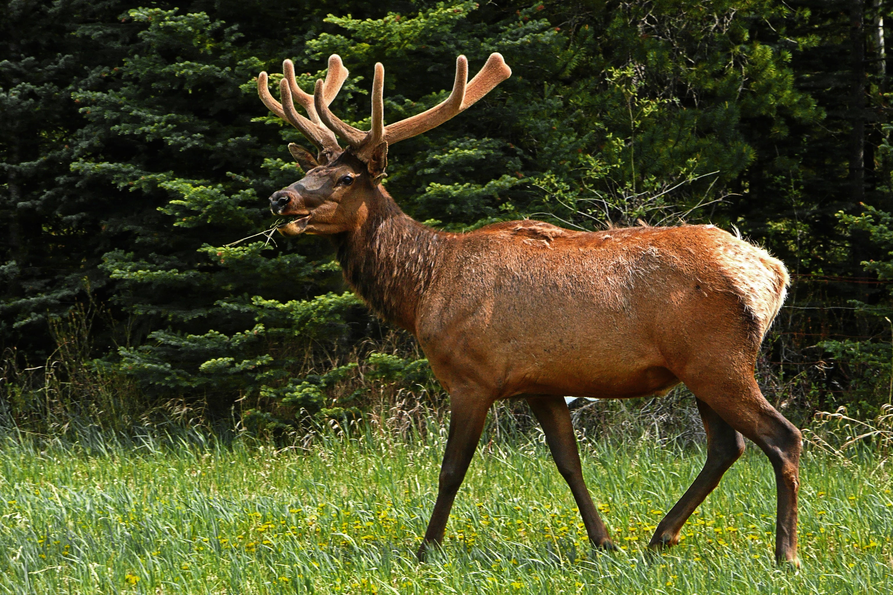 wildlife, plant, animal themes, land, no people, herd, domestic animals, animal, day, reindeer, brown, deer, animal wildlife, grass, antler, outdoors, mammal, HD Wallpaper