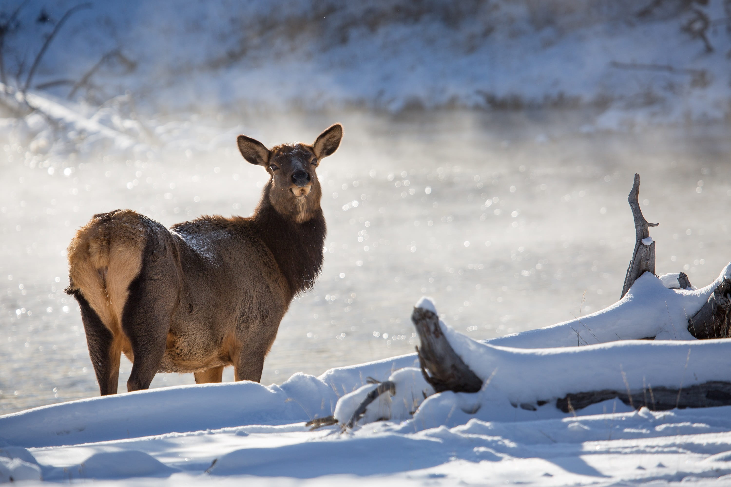 elk, domestic animals, eyes, nature, outdoors, usa, field, fur, land, group of animals, snow, focus on foreground, female, animal themes, no people, wyoming, HD Wallpaper