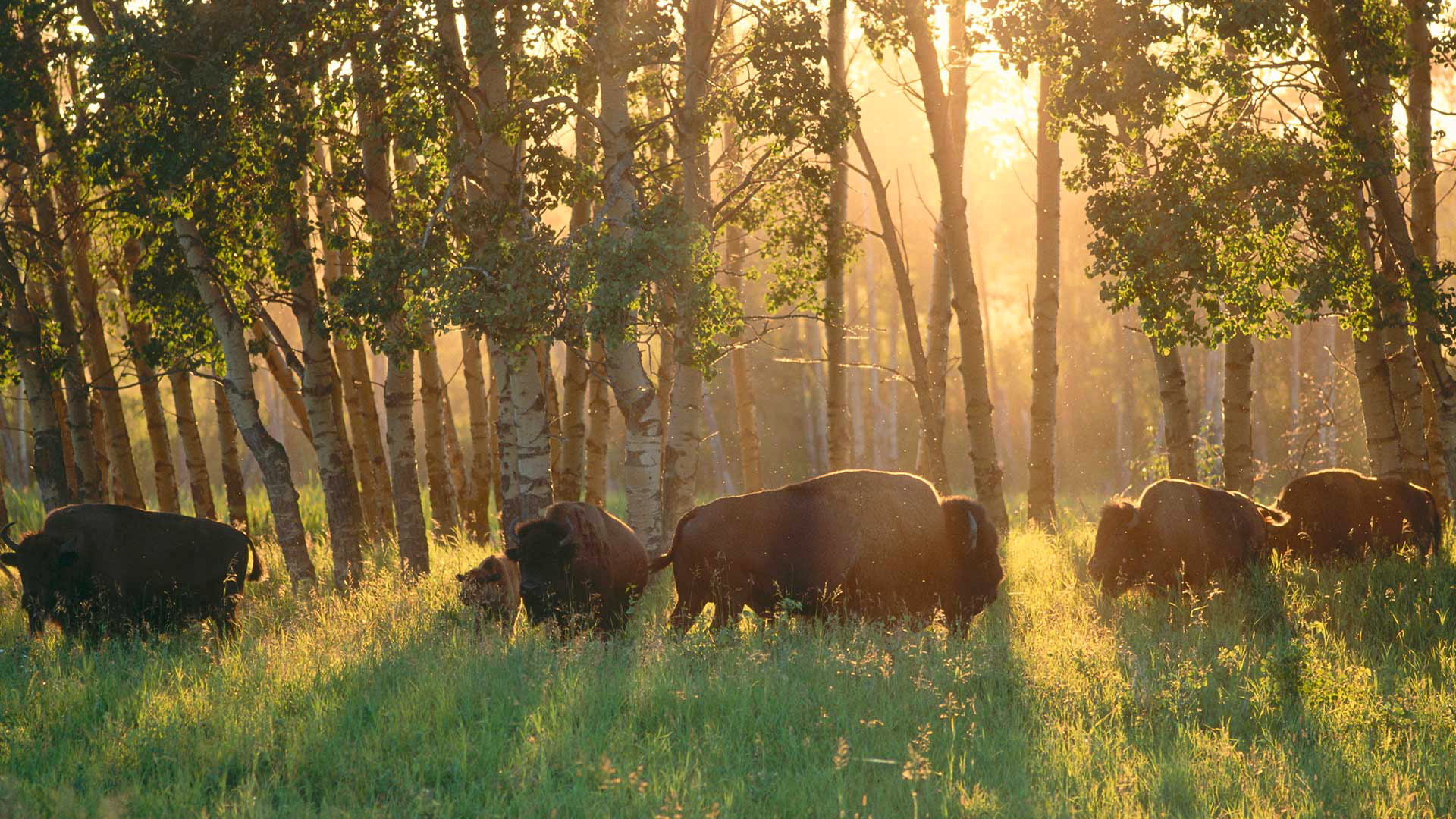 1080P, forest, Albert, Buffalo, Elk Island National Park, Canada, HD Wallpaper