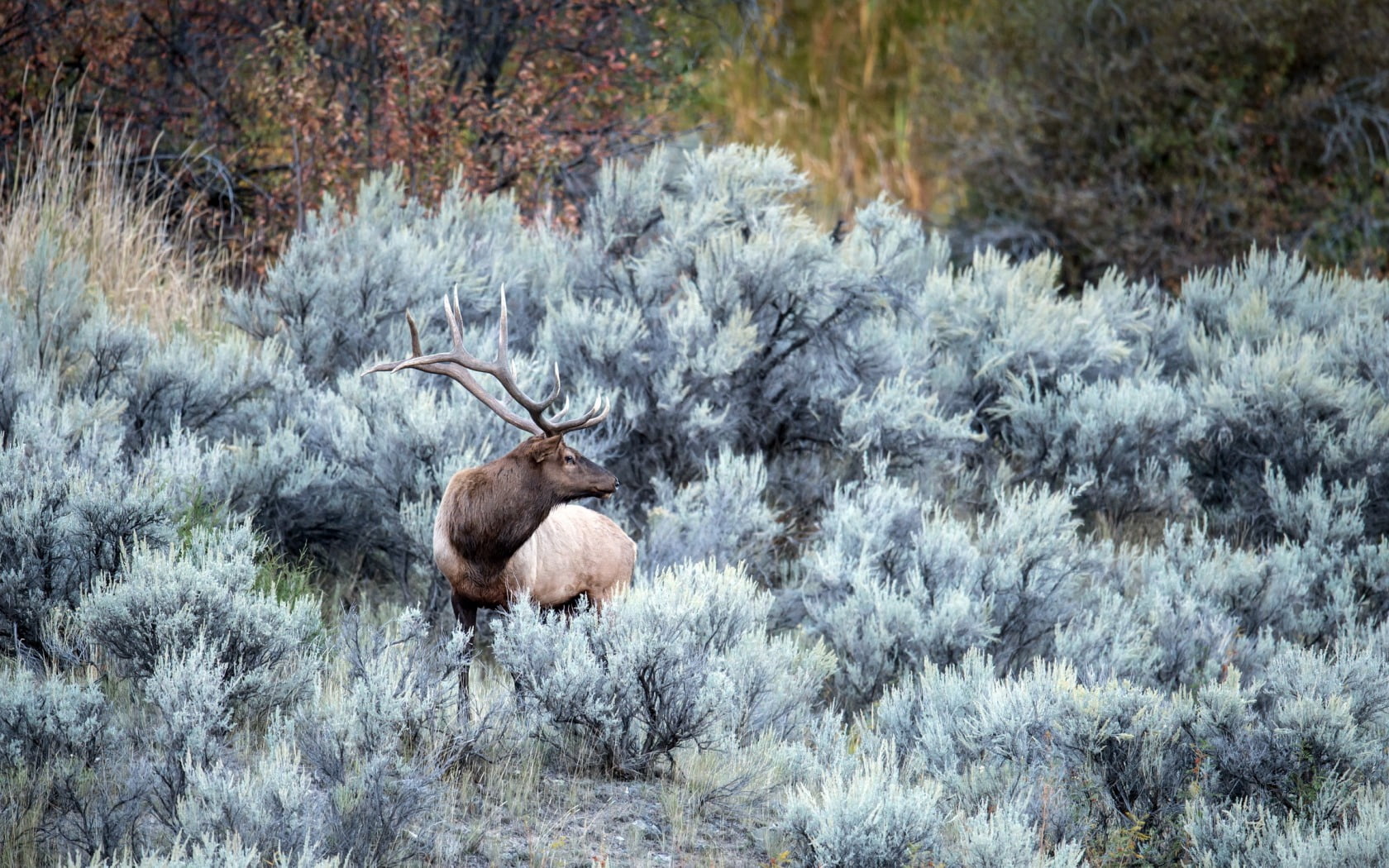 winter, plant, horned, forest, nature, herbivorous, red Deer - Animal, tree, snow, field, stag, animals In The Wild, woodland, animal, deer, national Park, HD Wallpaper