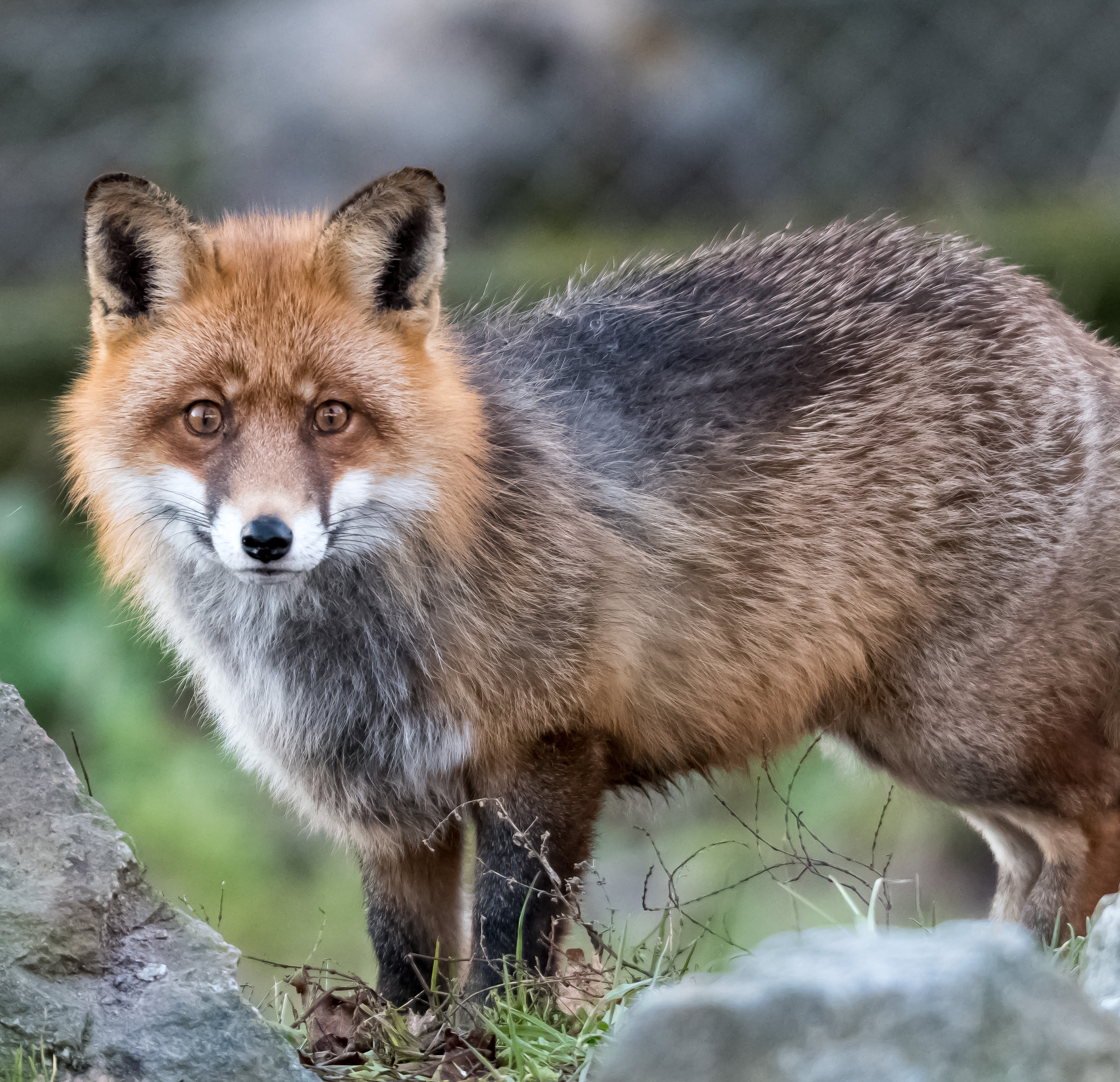 2K, animal, Animals, räv, black, photography, skansen, mammal, fox, animals In The Wild, Sweden, nature, winter, black fox, focus, brown, carnivore, wildlife, HD Wallpaper