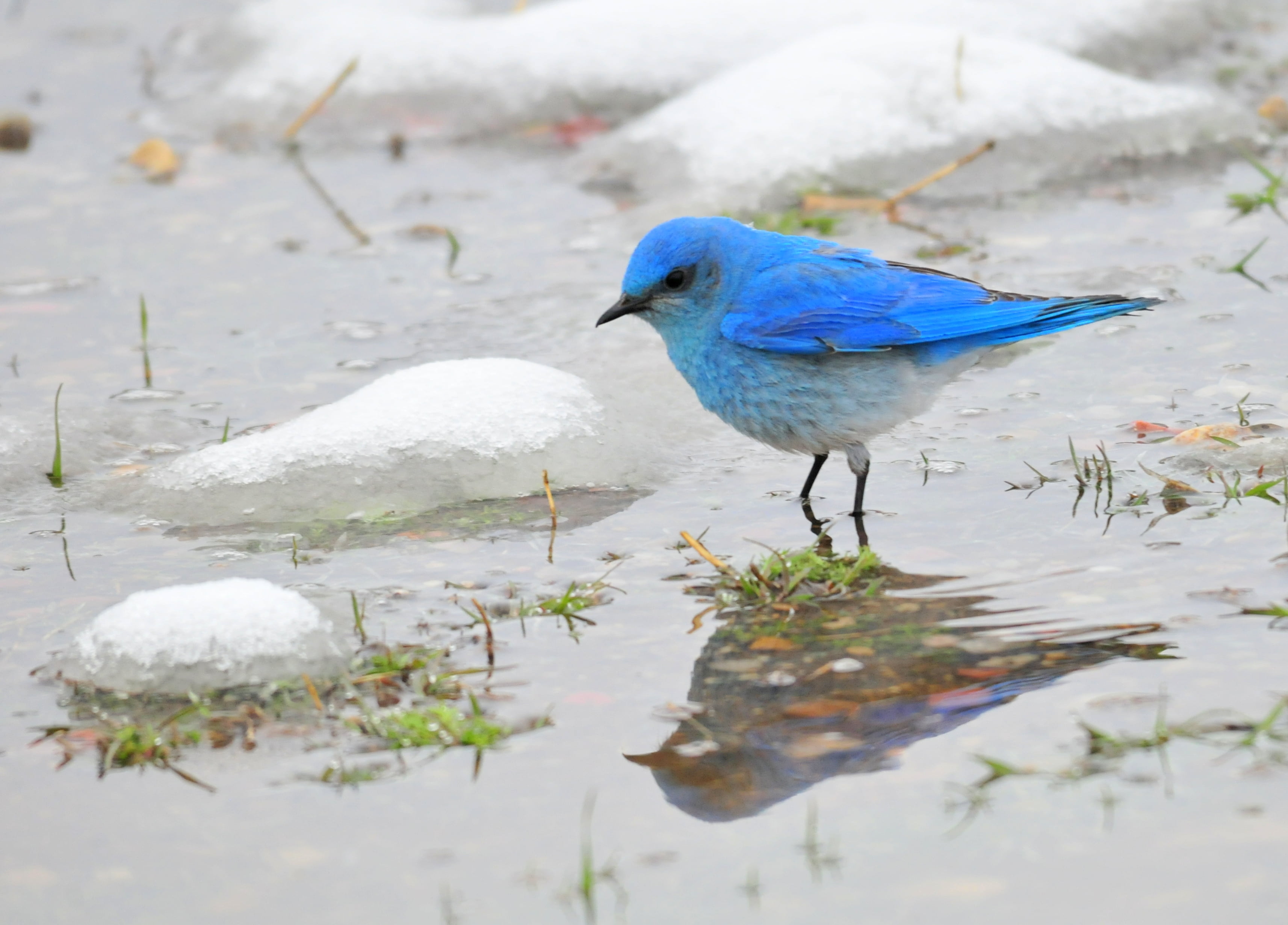 outdoors, USFWS, blue bird, seedskadee, 2K, bird  Mountain, Mountain Bluebird, wildlife, NWR, national, refuge, animal, bluebird, Seedskadee National Wildlife Refuge, HD Wallpaper