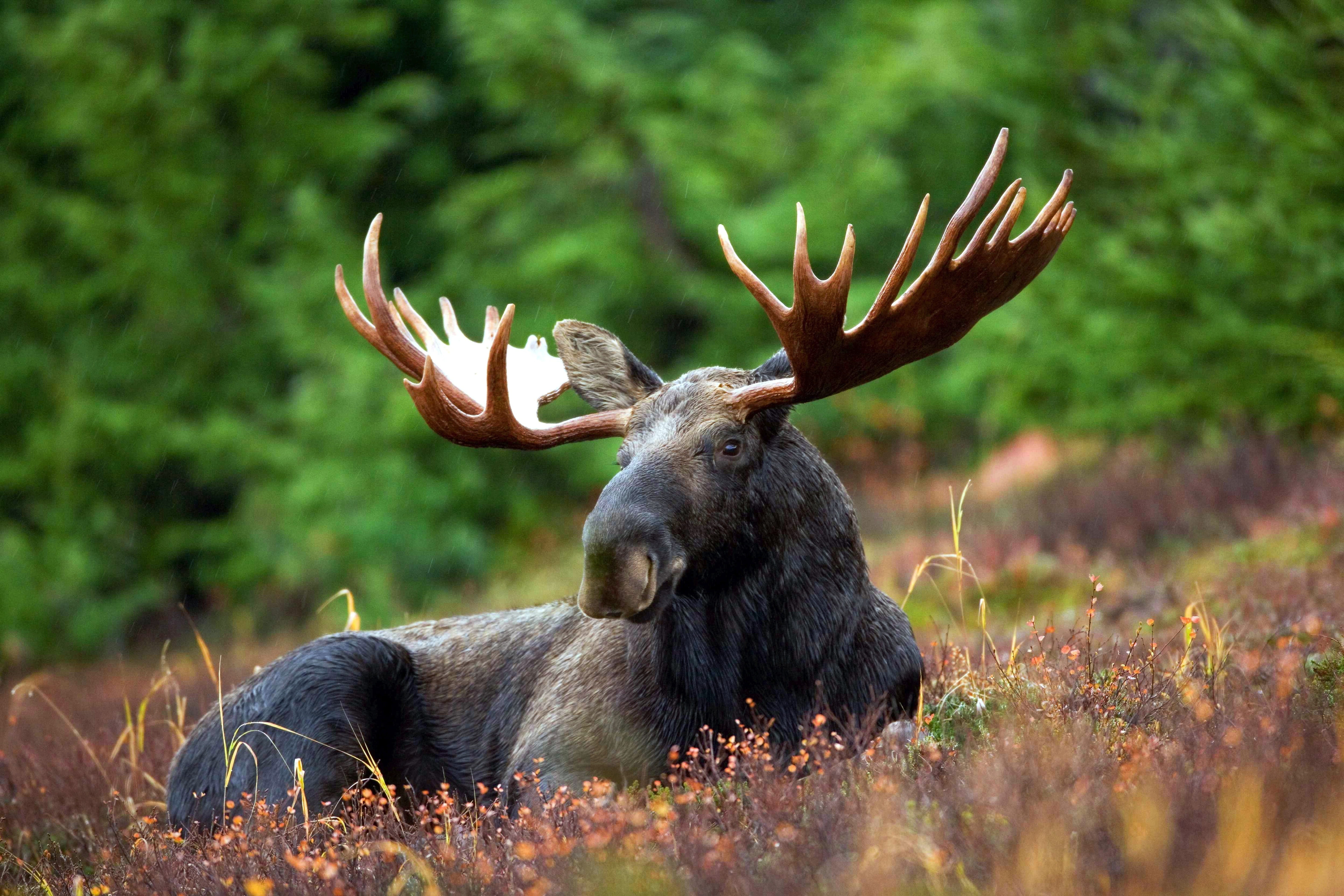 relaxation, bull - animal, plant, lying, alces alces, mammal, herbivorous, male, male animal, nature, lying down, deer, animal wildlife, vertebrate, green, HD Wallpaper